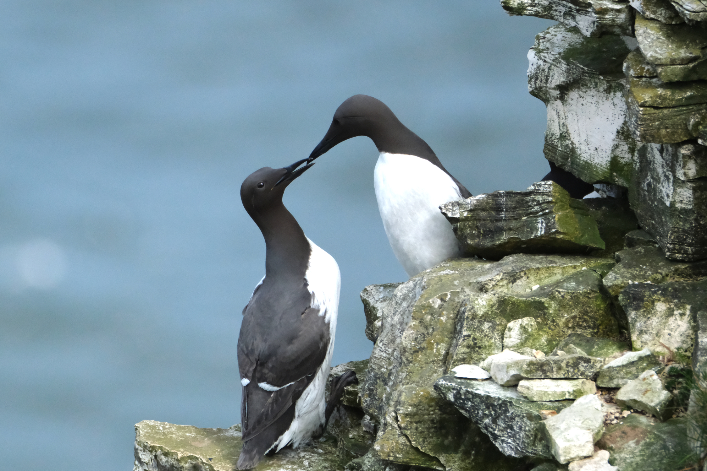Guillemots 0012