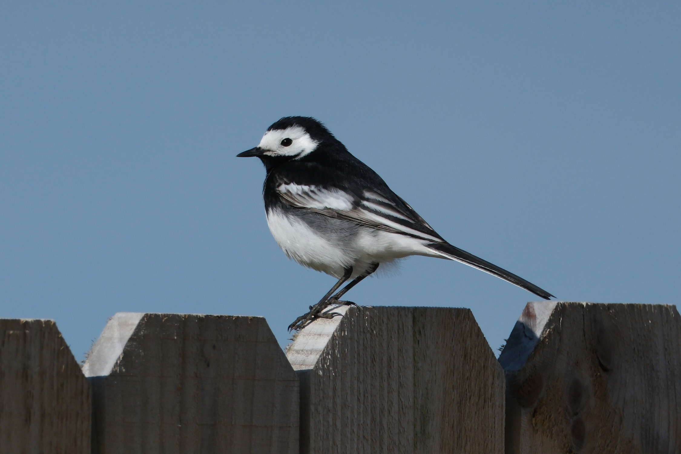 Pied Wagtail 0025