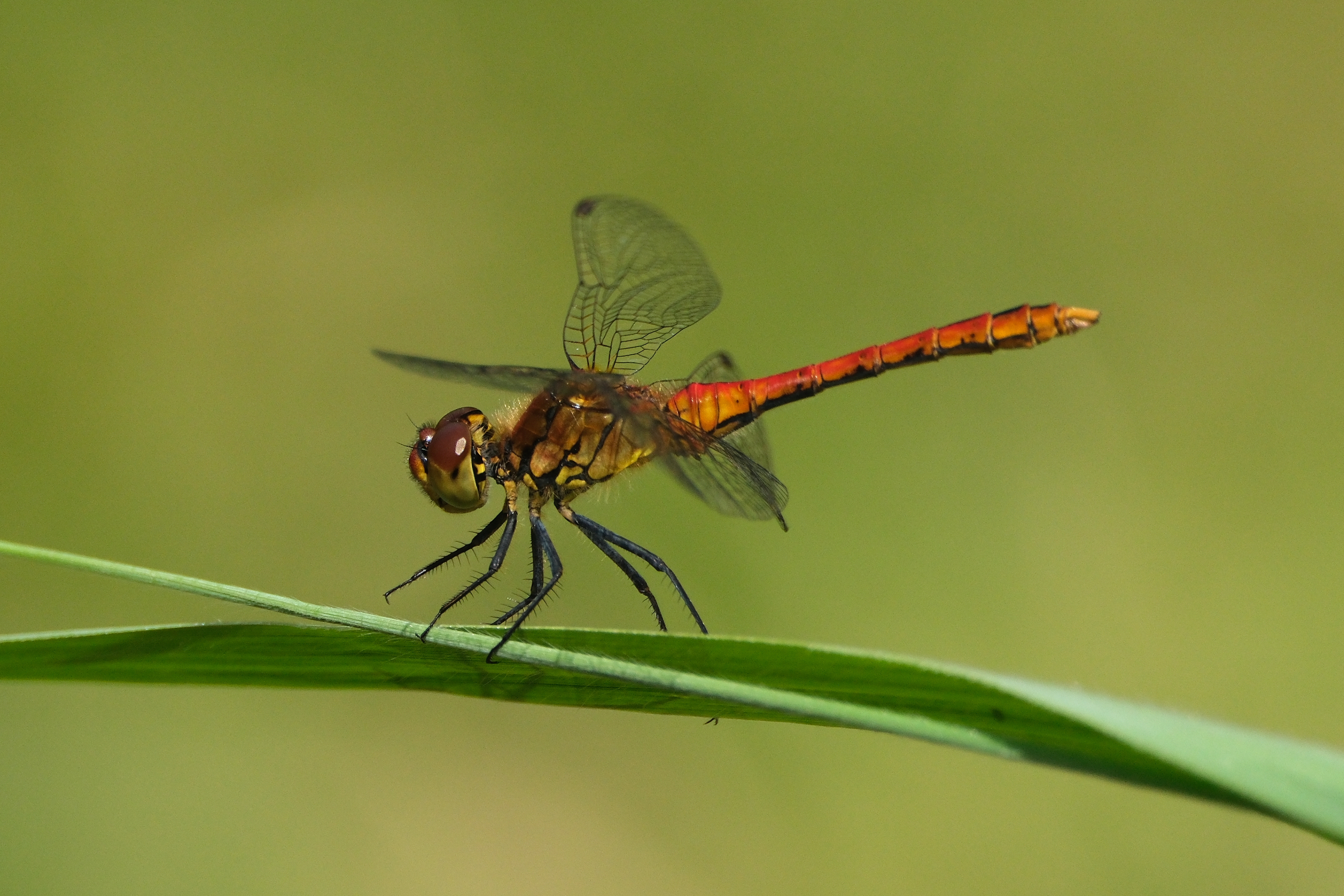 Ruddy Darter 0079
