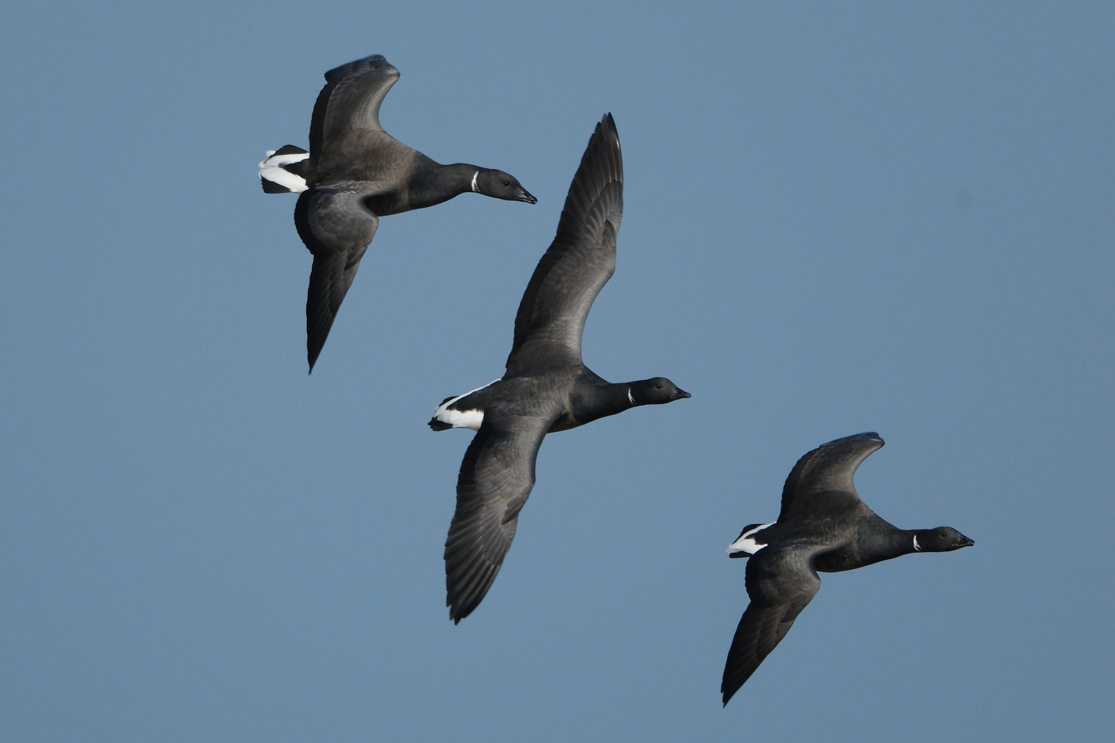 Brent Geese 0105