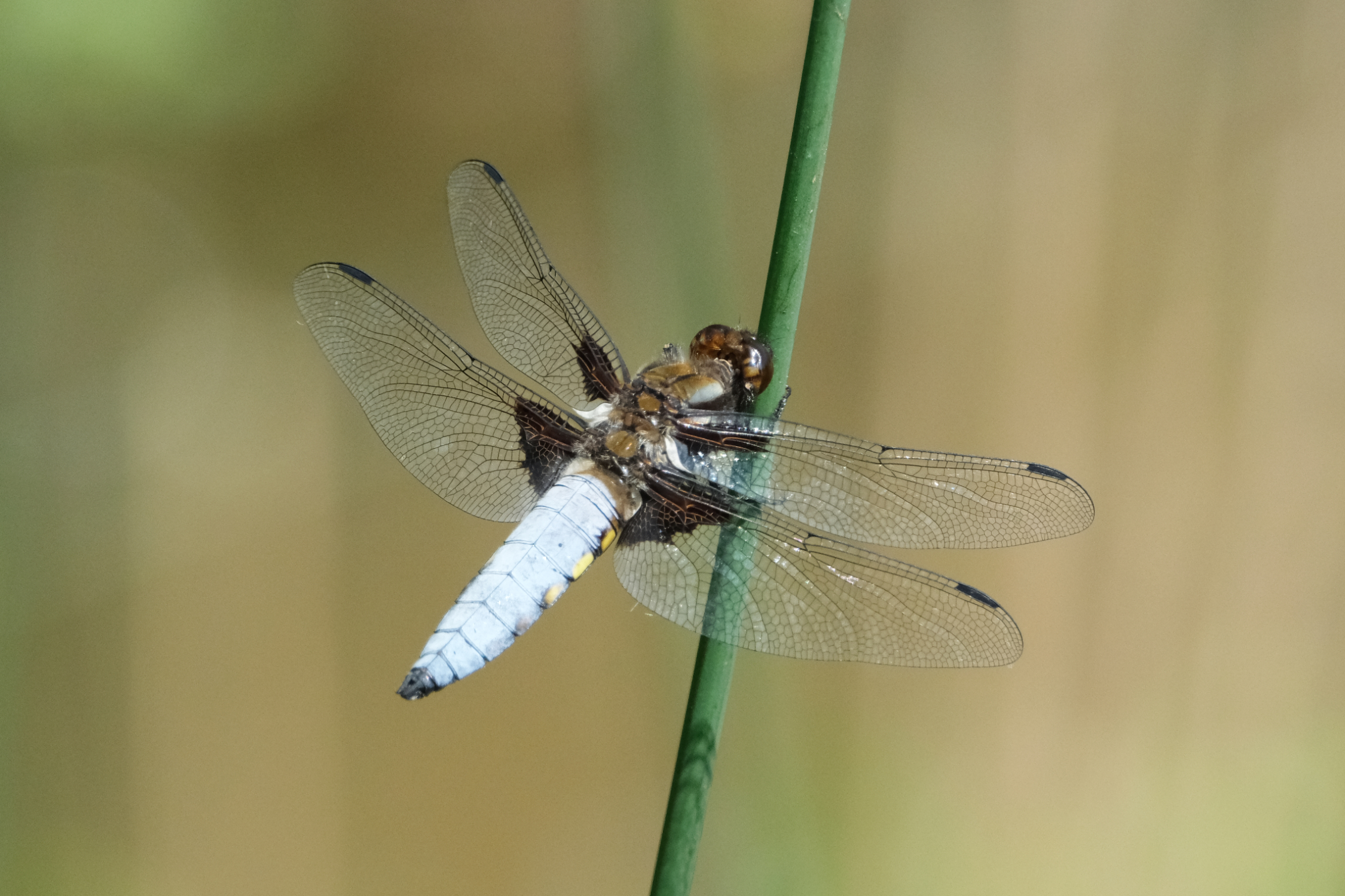 Broad-bodied Chaser 0124