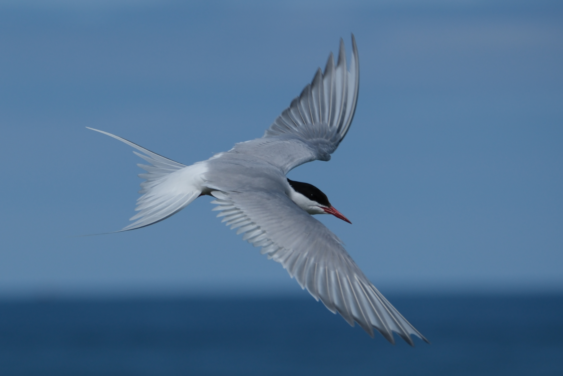 Arctic Tern 0150