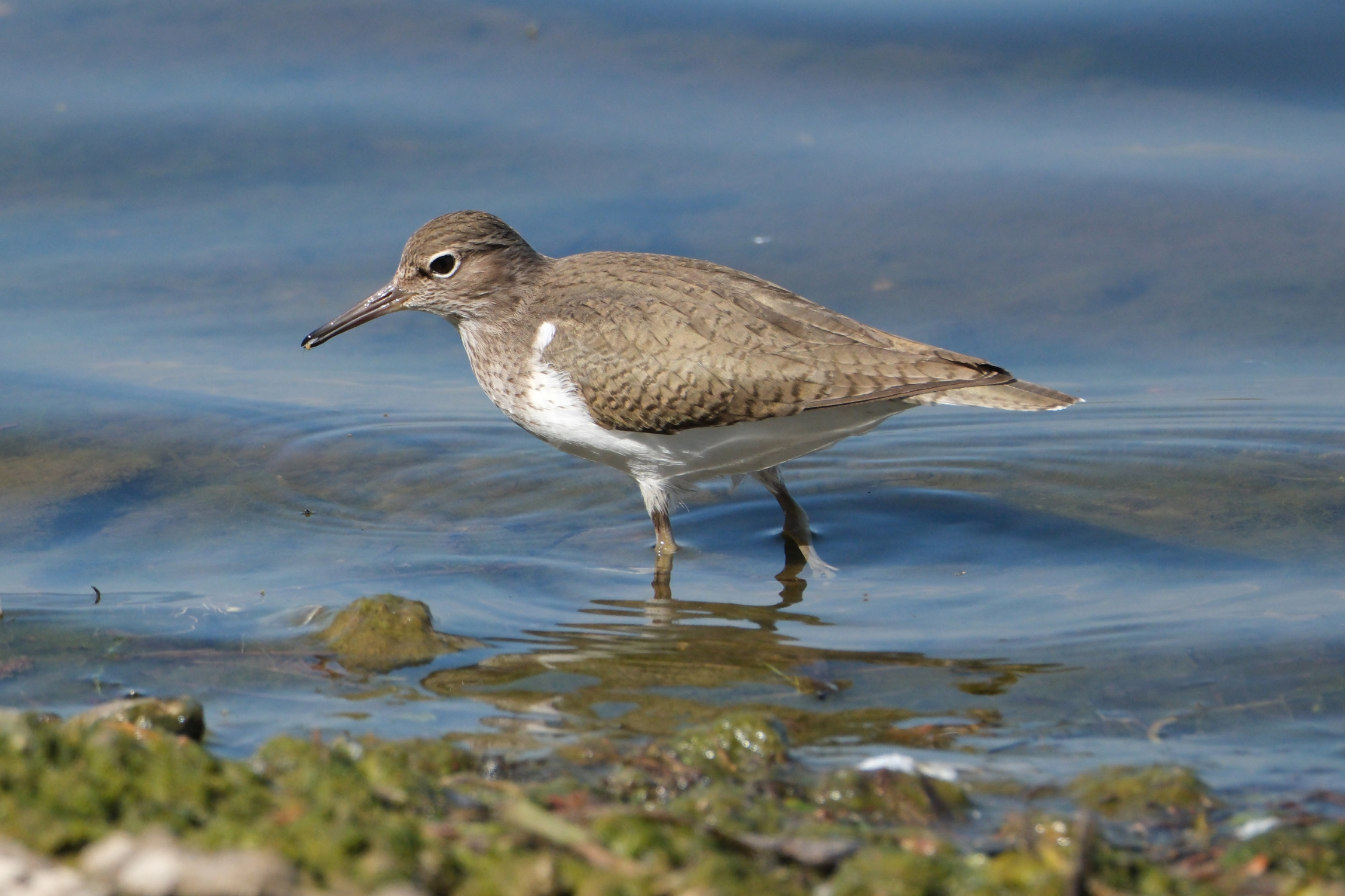 Common Sandpiper 0162