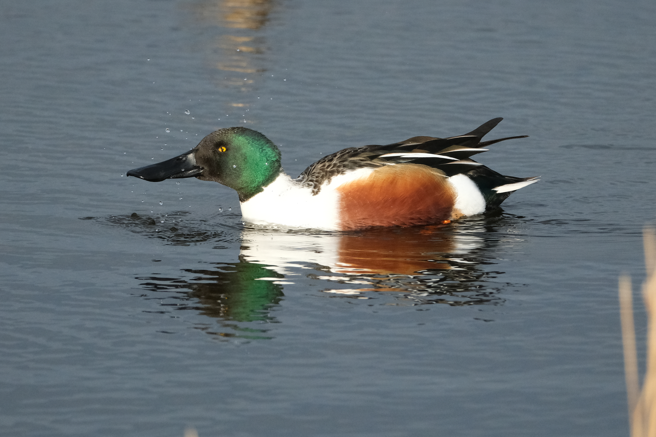 Shoveler 0244