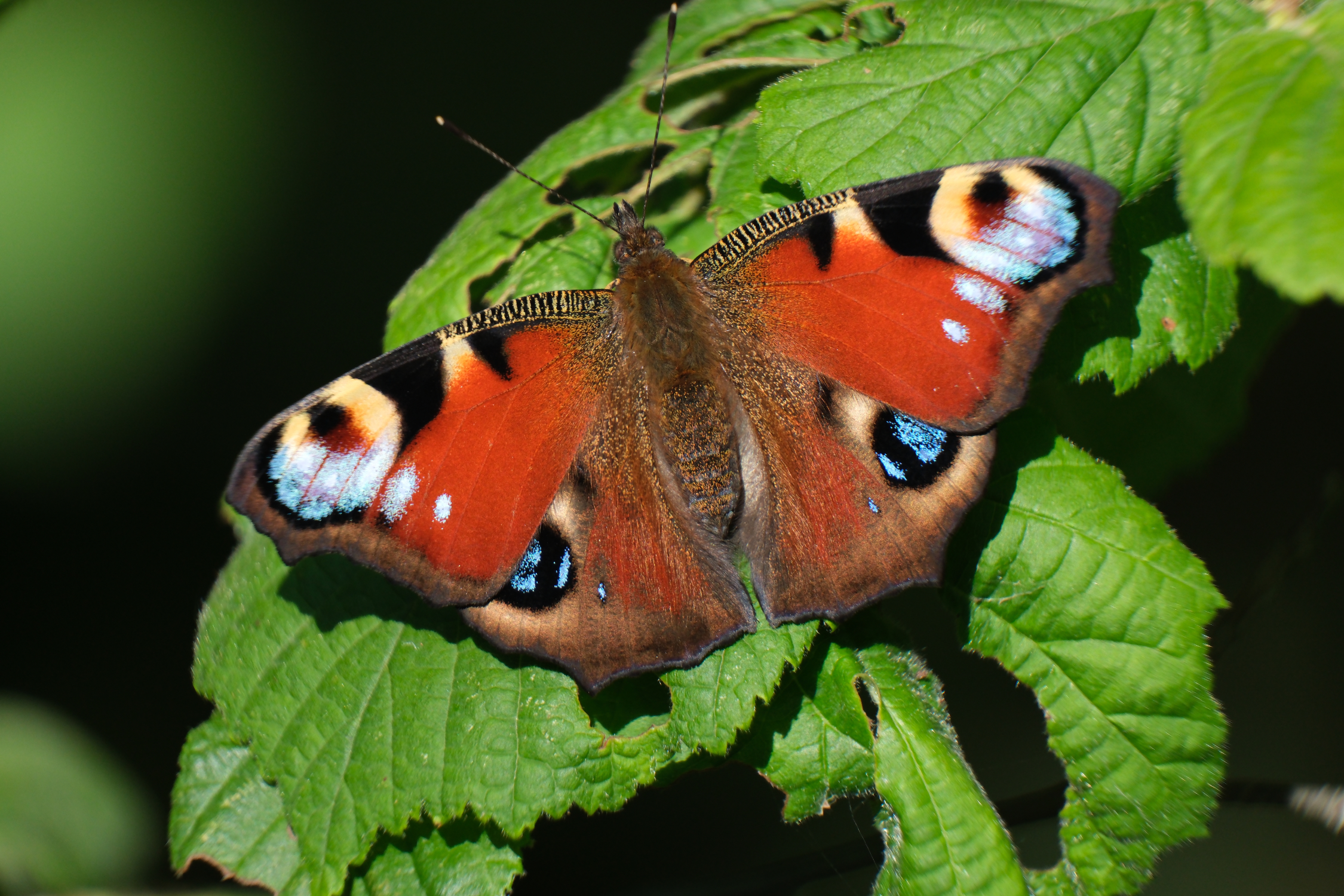 Peacock 0271