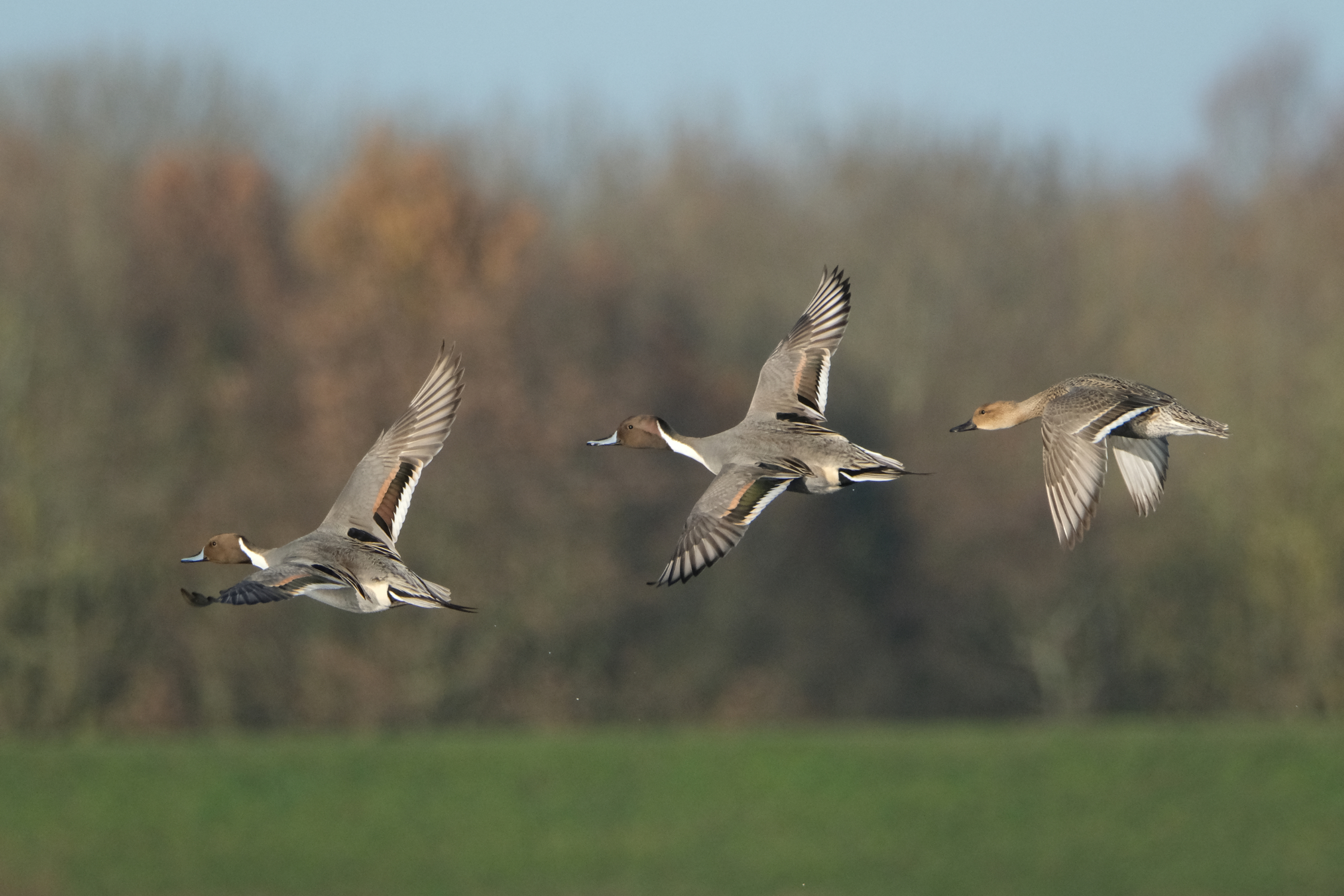 Pintails 0294