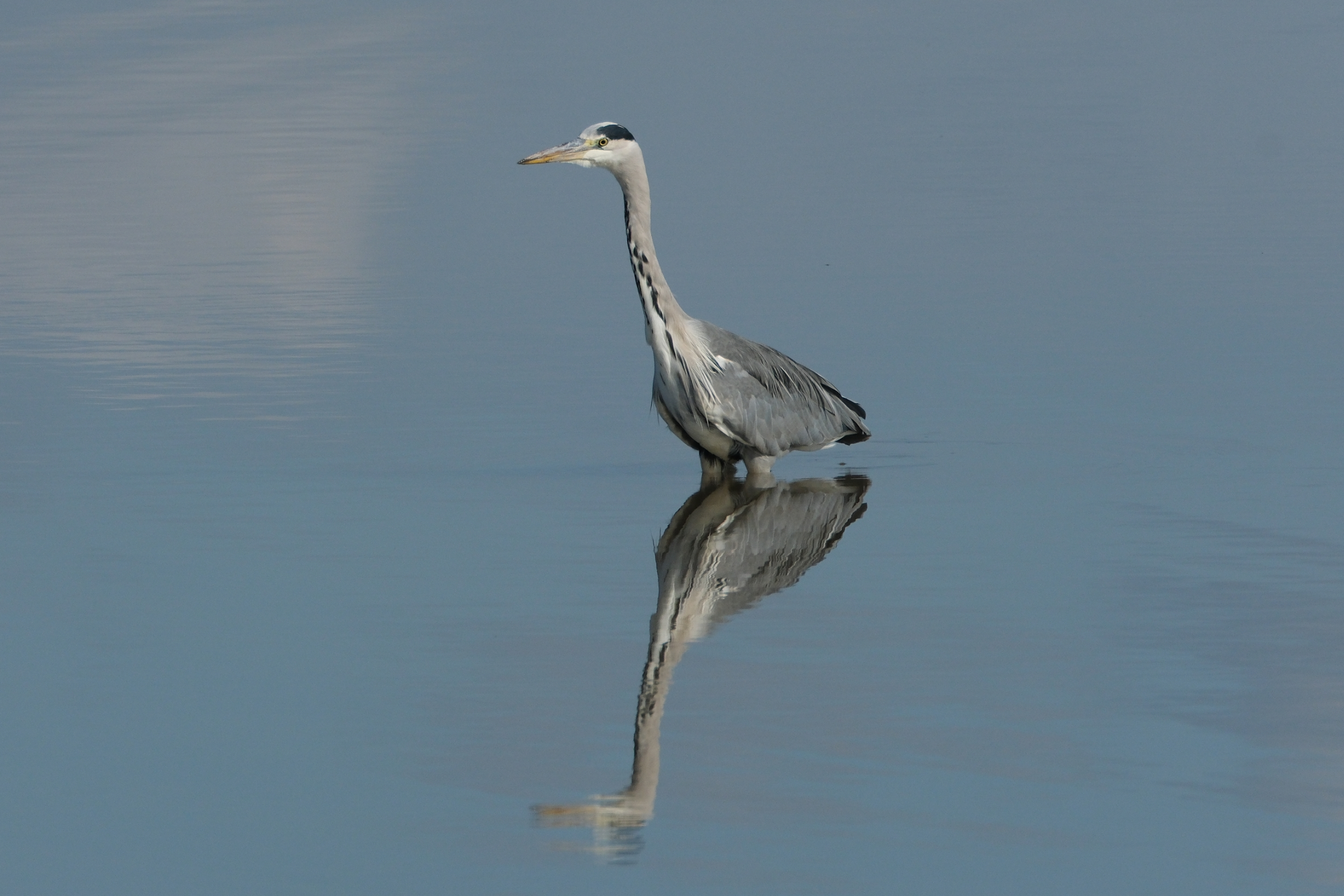 Grey Heron 0322