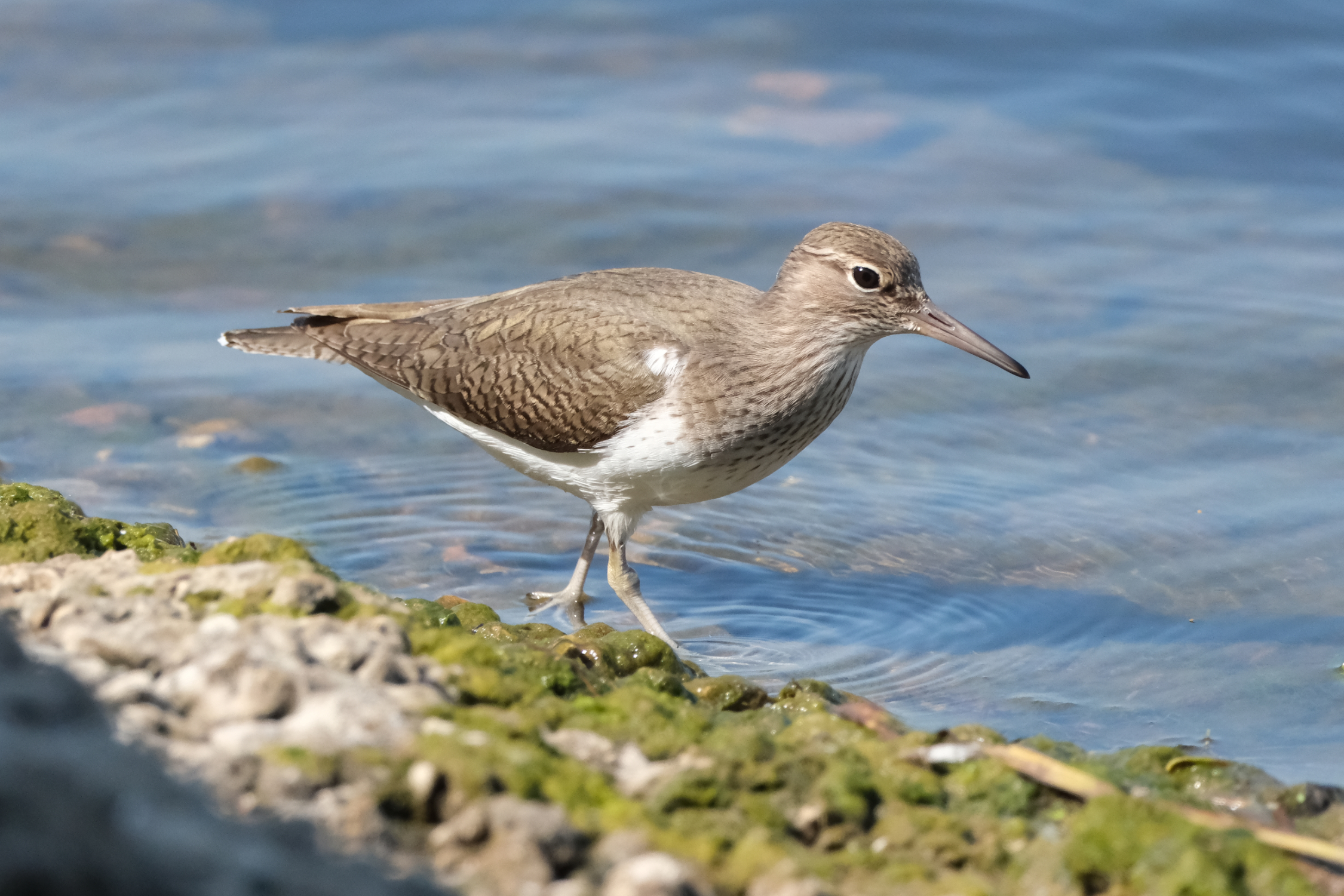 Common Sandpiper 0387