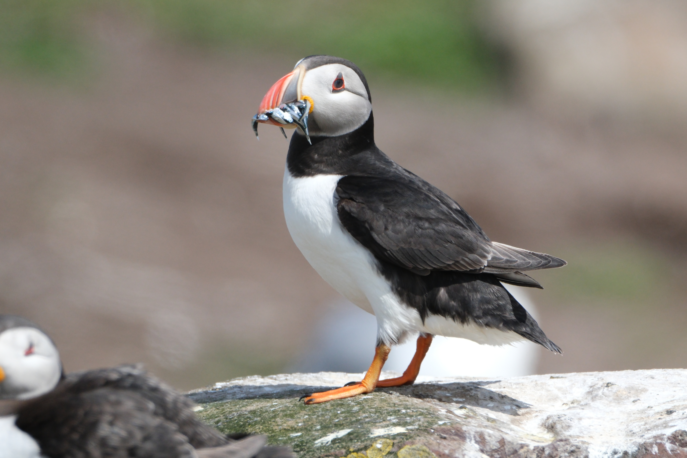 Puffin 0396