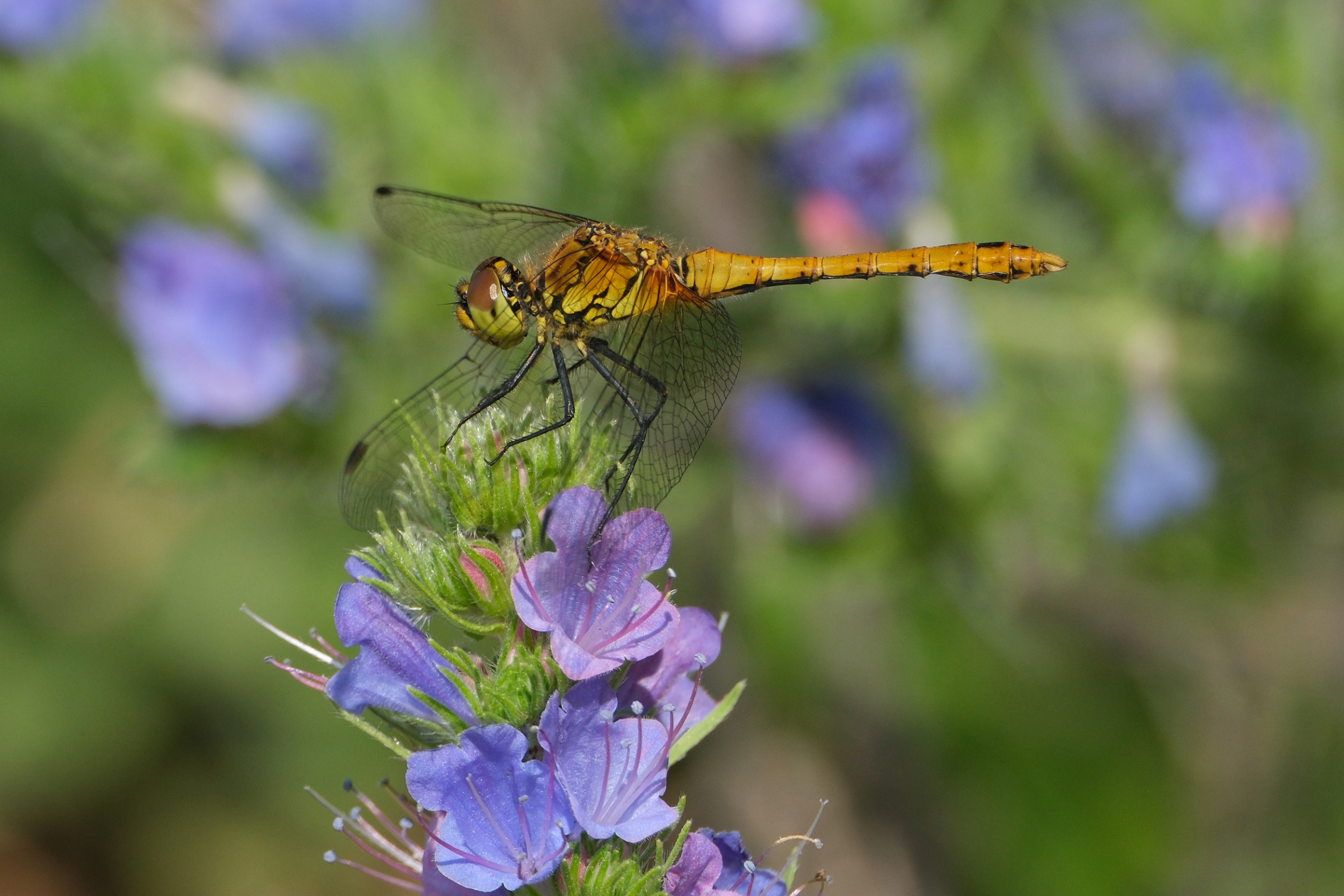 Ruddy Darter 0430