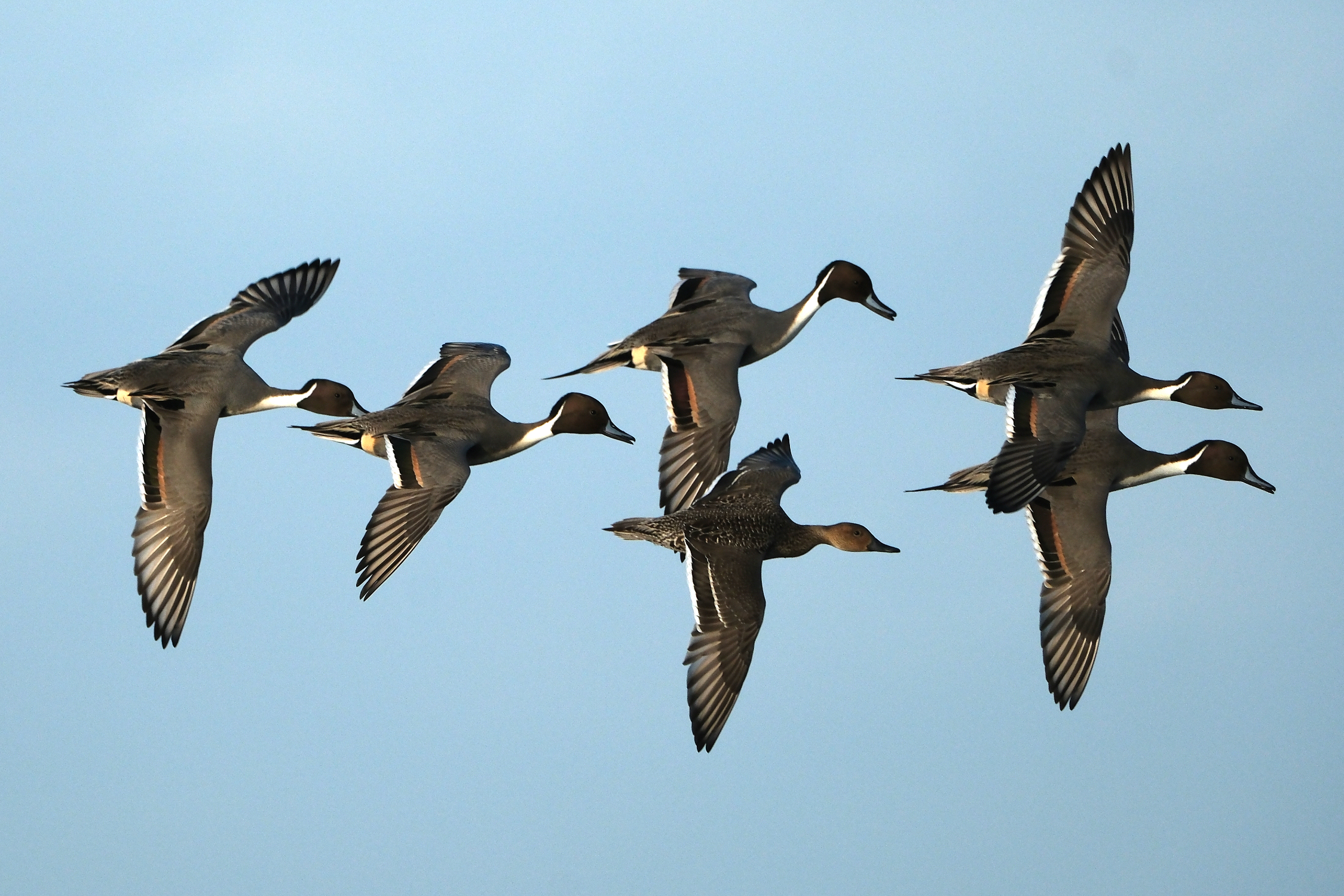 Pintails 0454