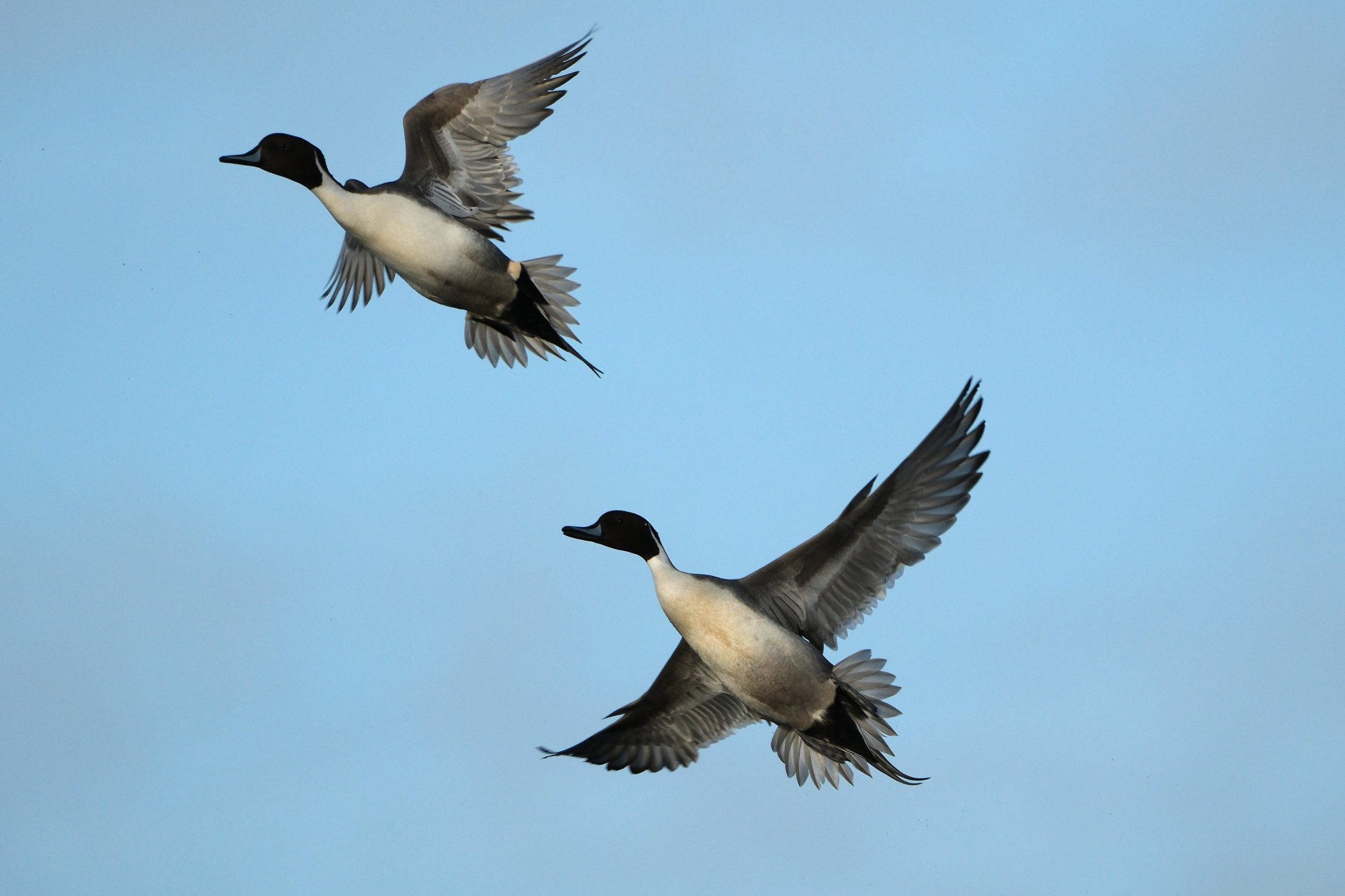 Pintails 0462