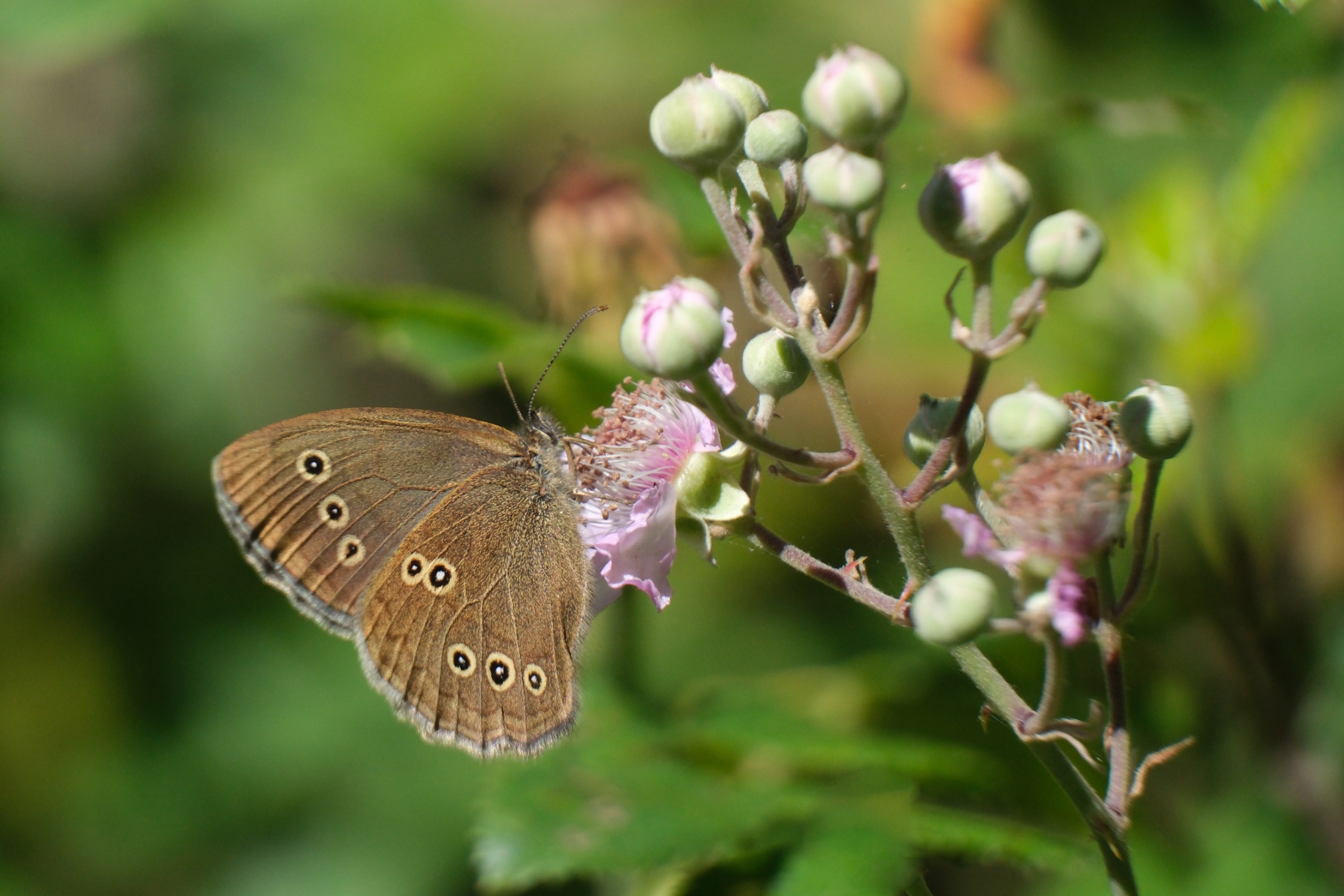Ringlet 0470