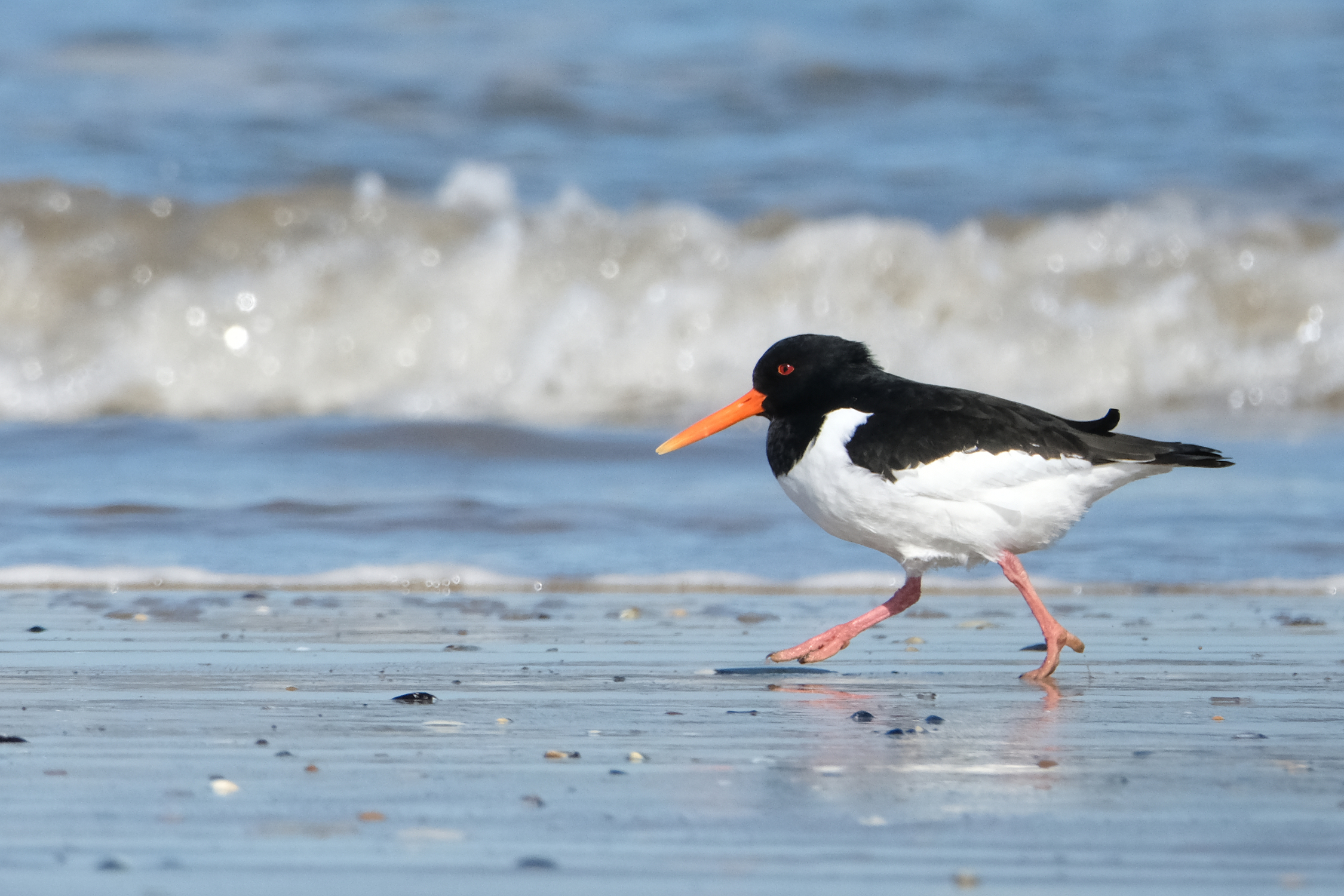 Oystercatcher 0651