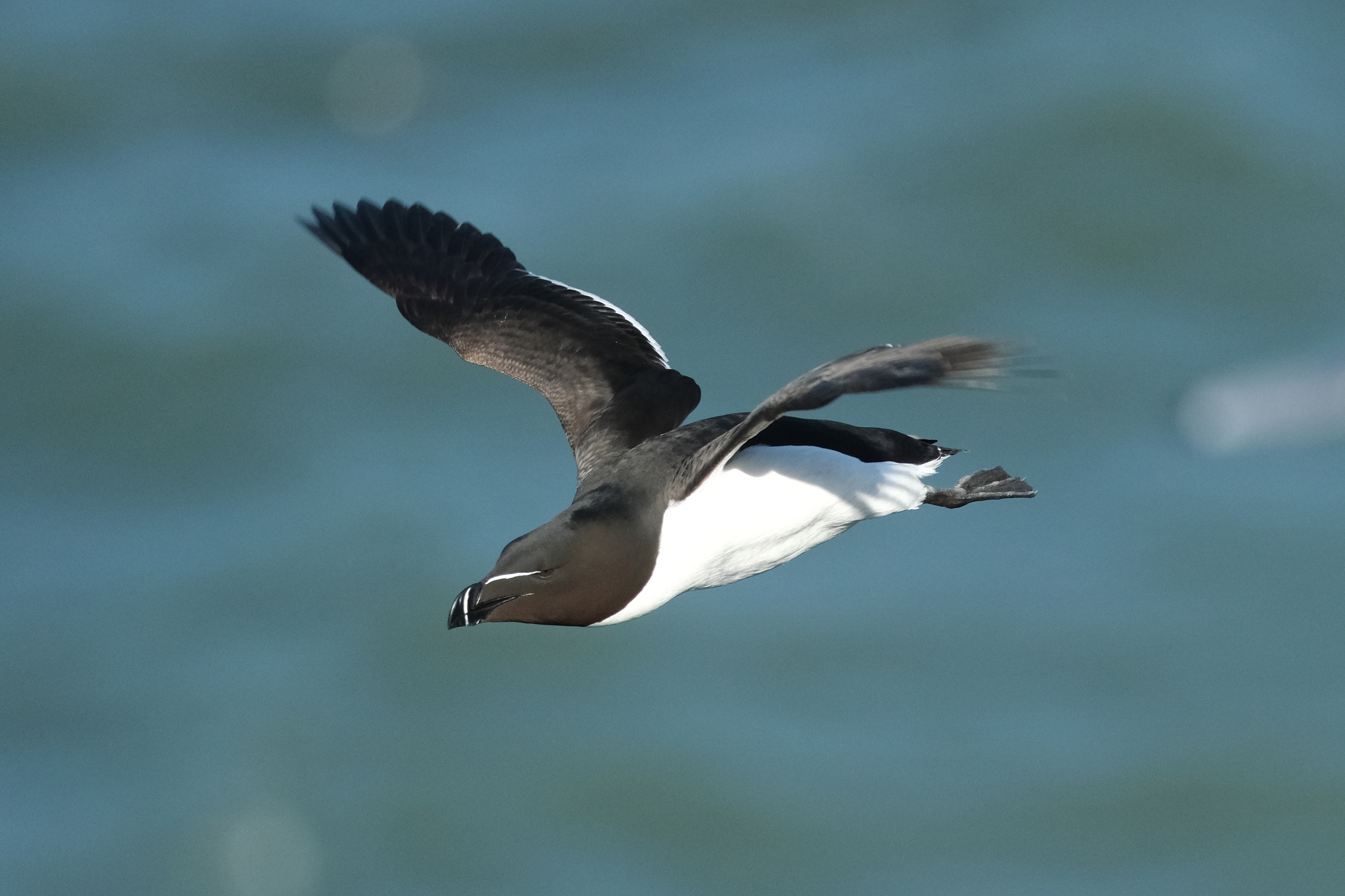 Razorbill 0665