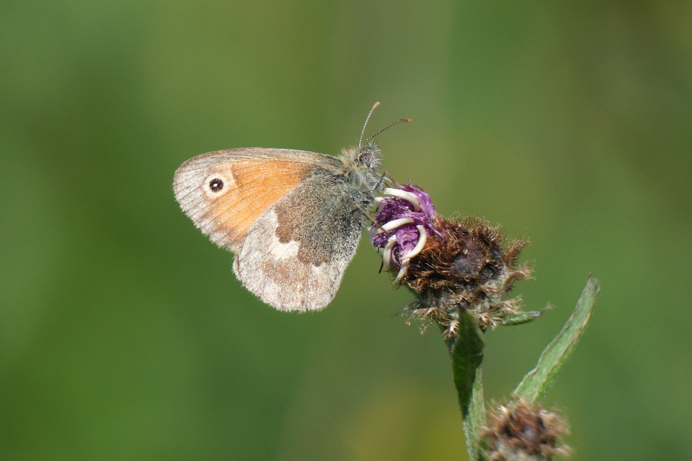Small Heath 0666