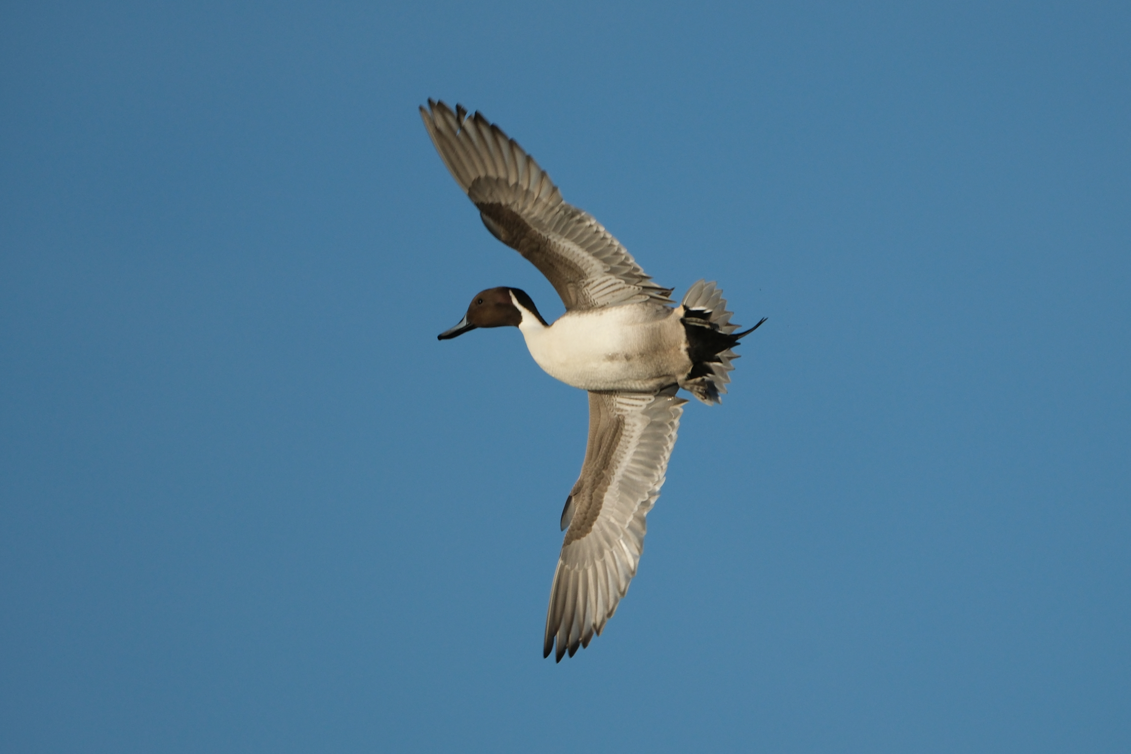 Pintail 0691