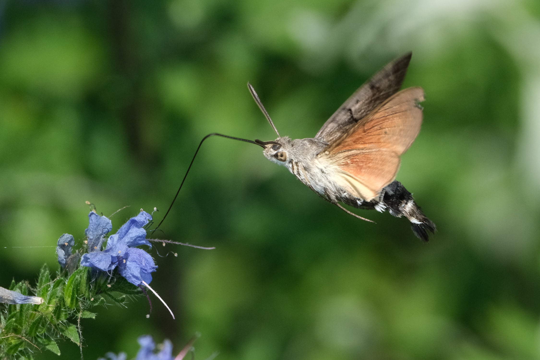 Hummingird Hawk Moth 0782