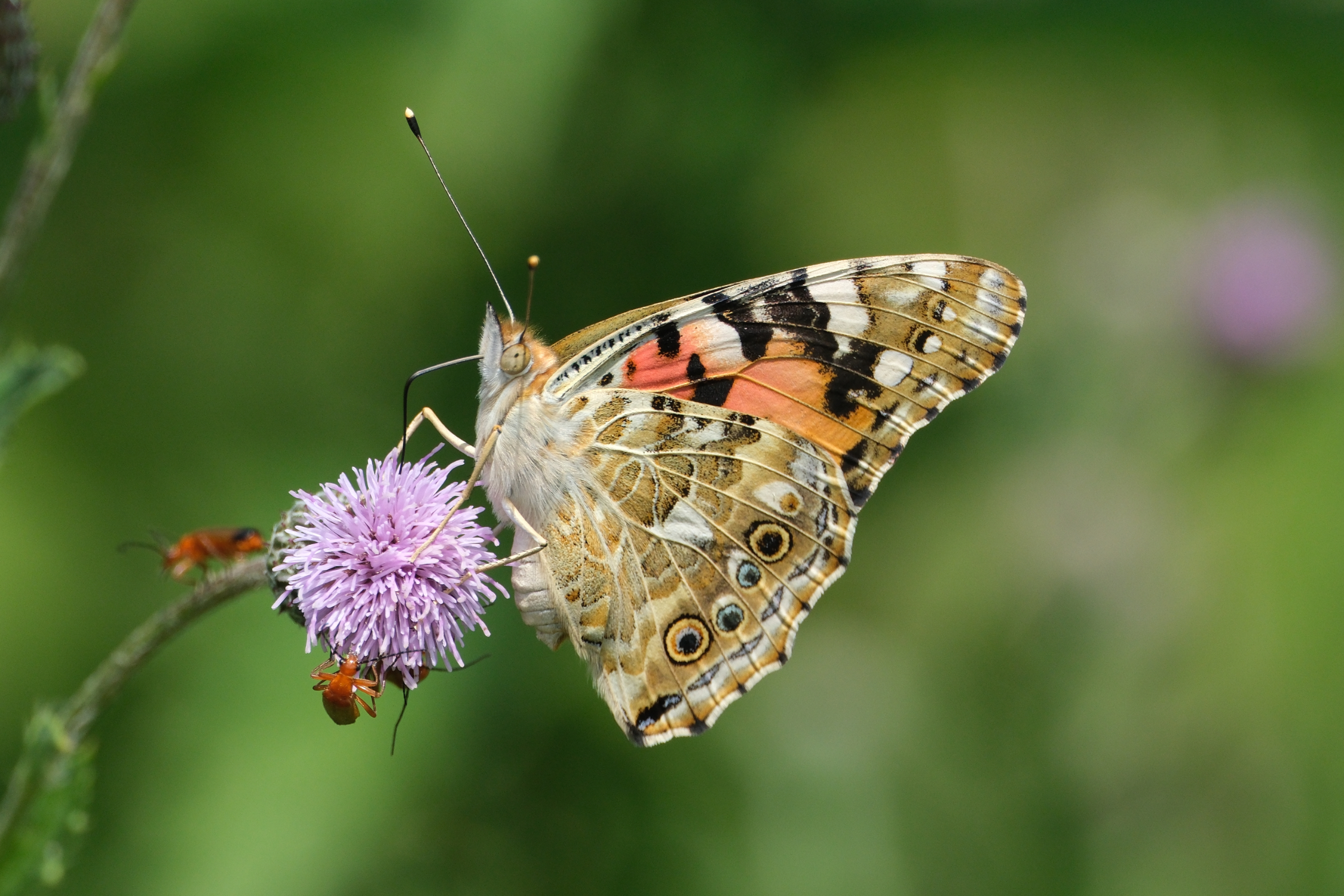 Painted Lady 0842