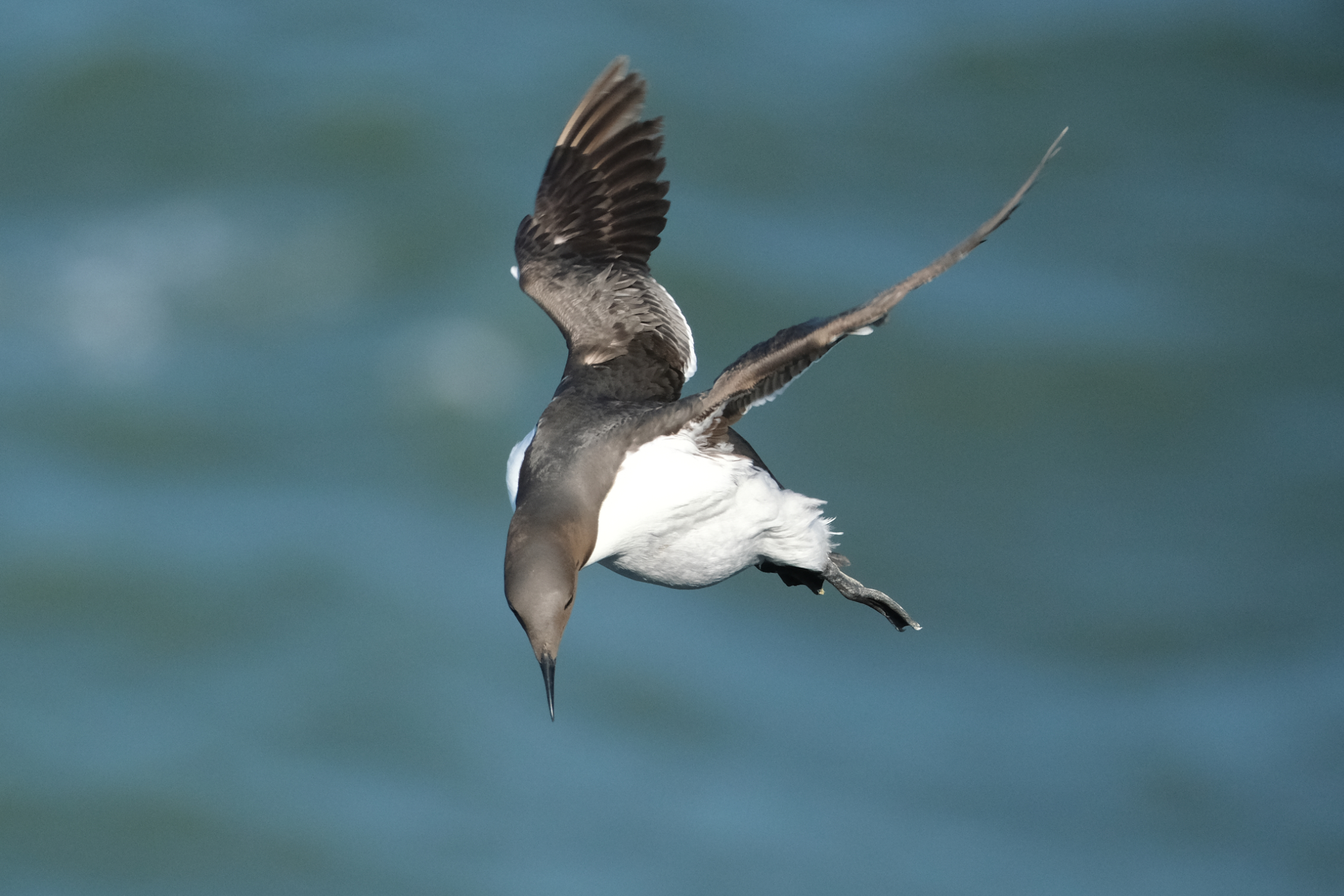 Guillemot 0864