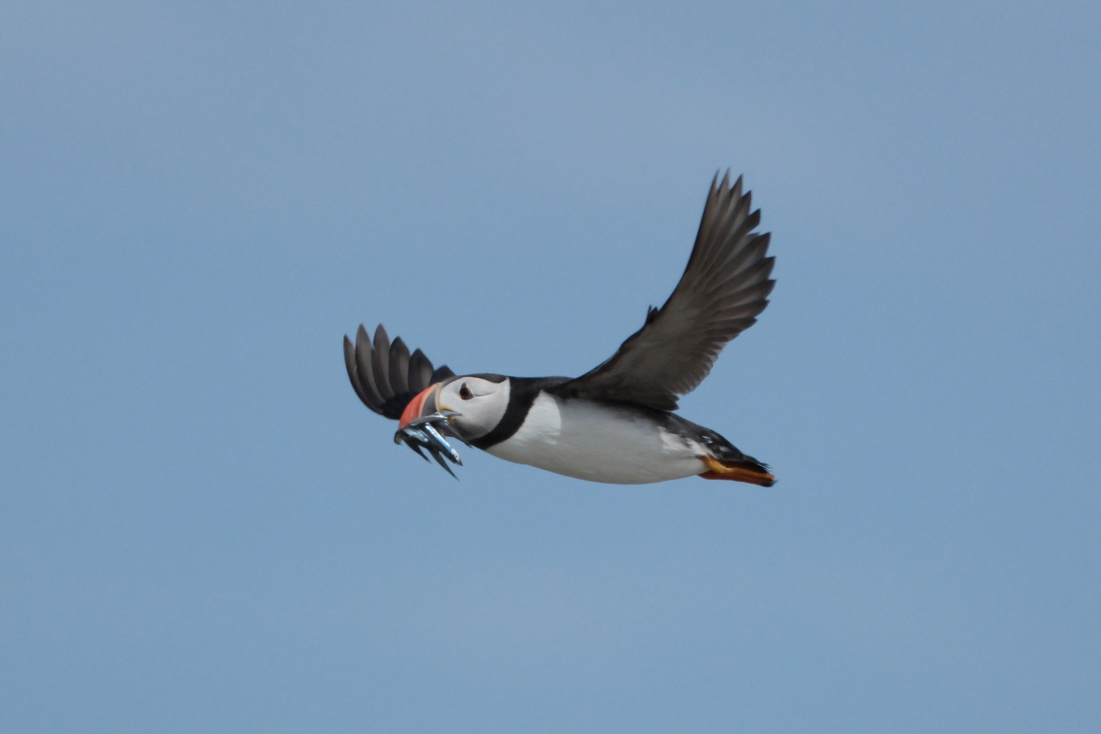 Puffin 0879