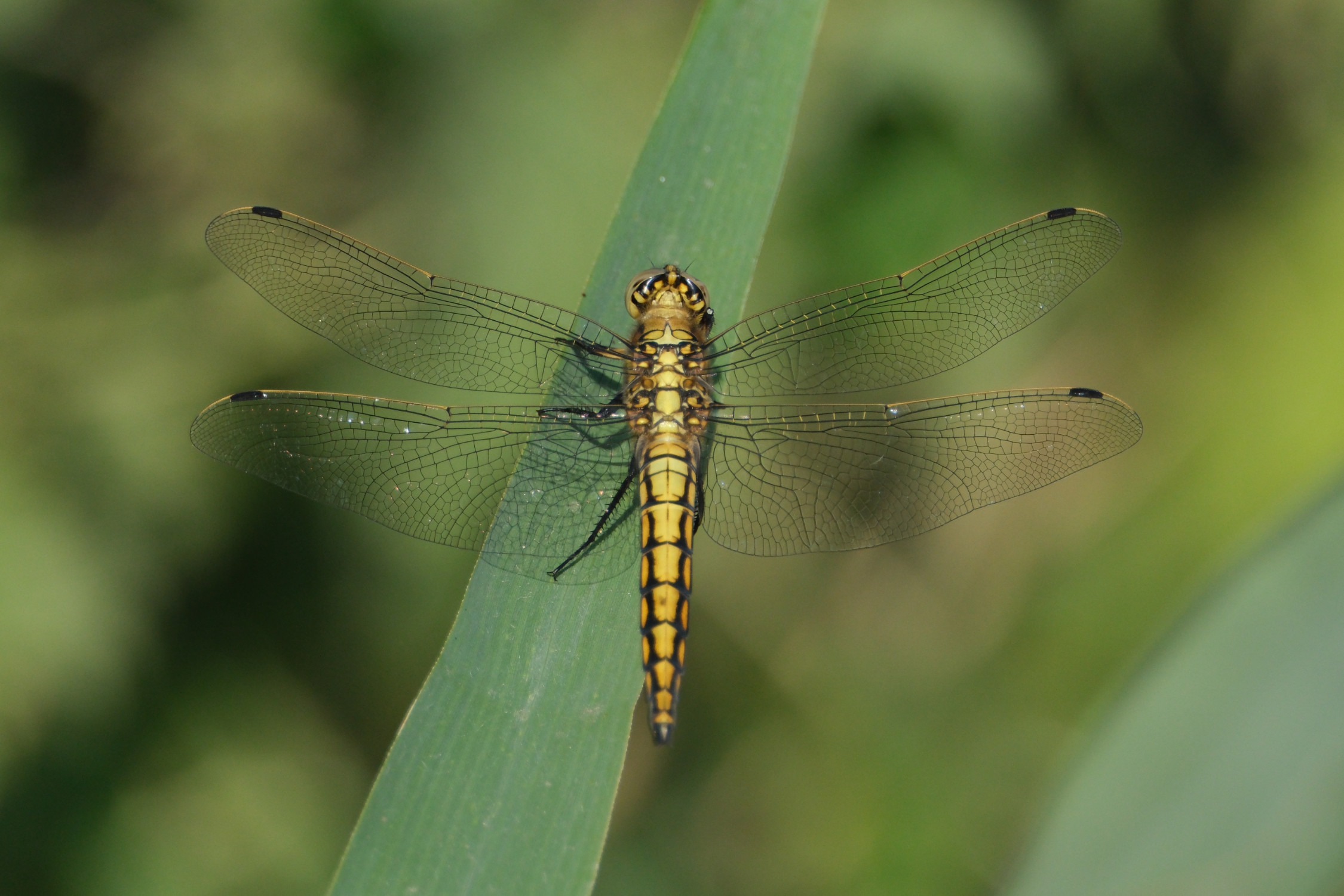 Black-tailed Skimmer 0884