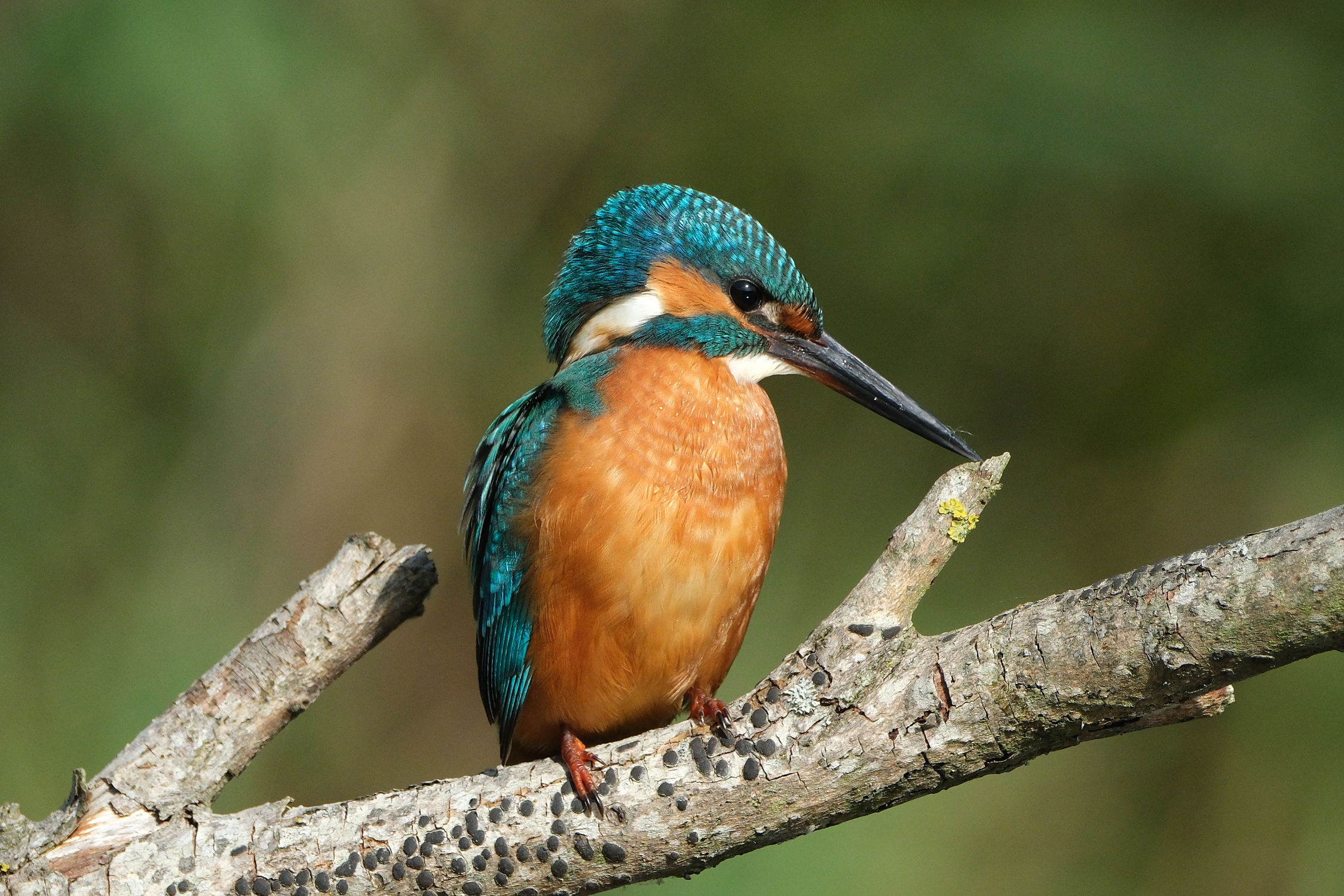 Kingfisher 0919