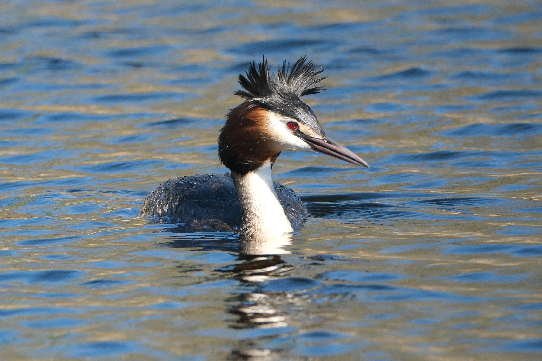 Great Crested Grebe 0931