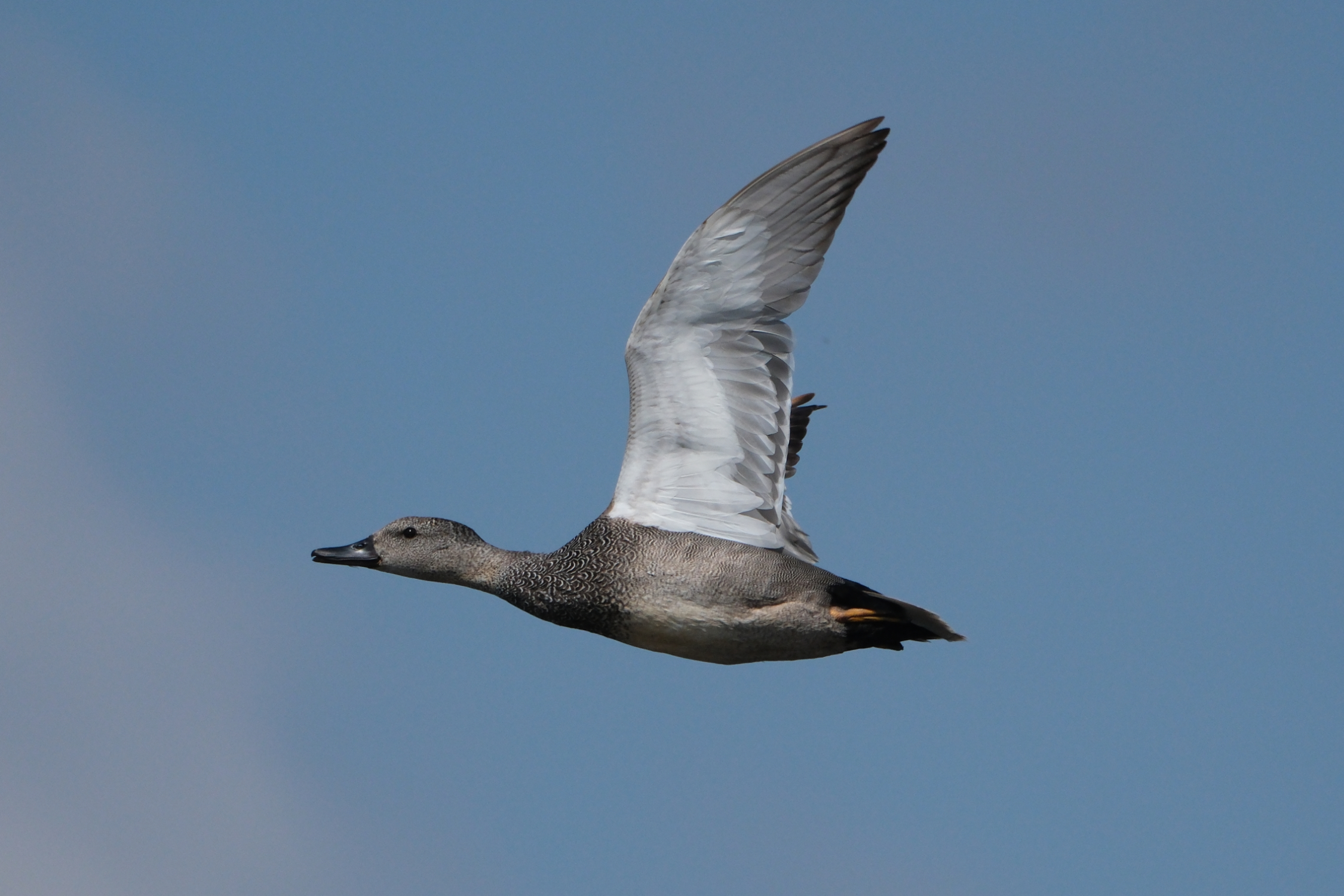 Gadwall 0963