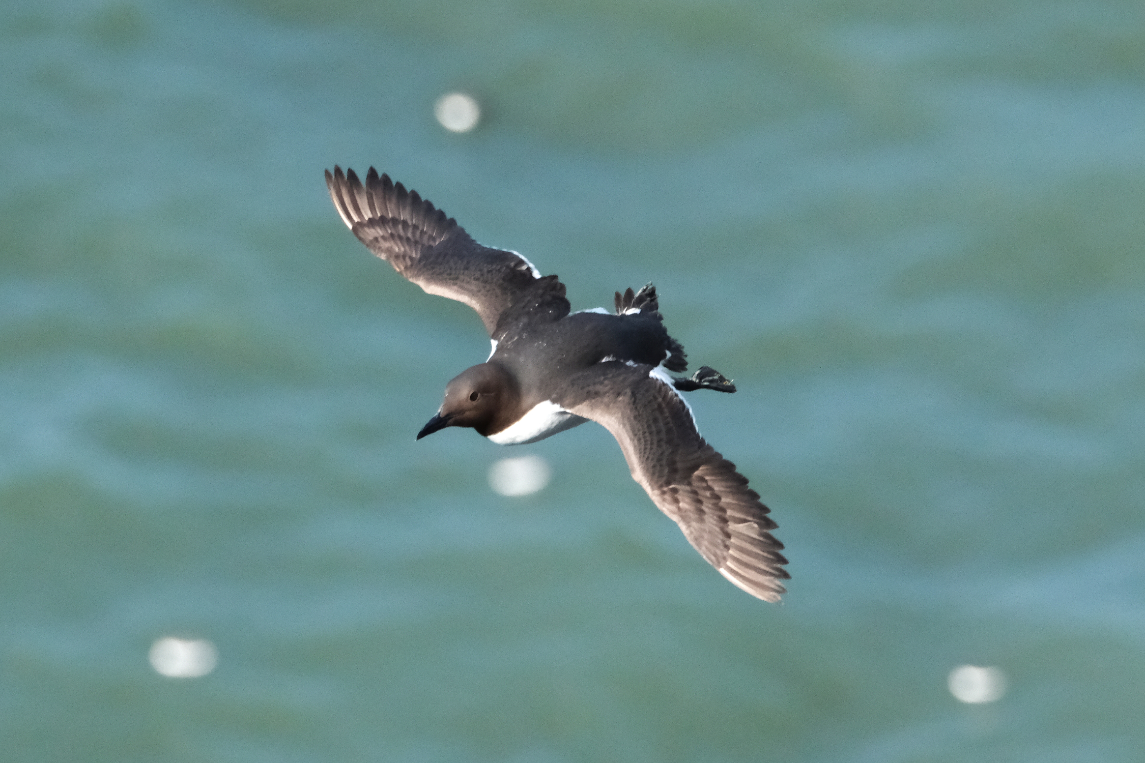 Guillemot 1065