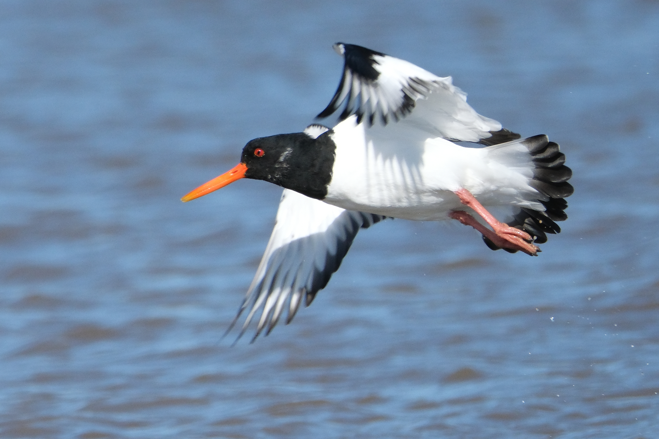 Oystercatcher 1094