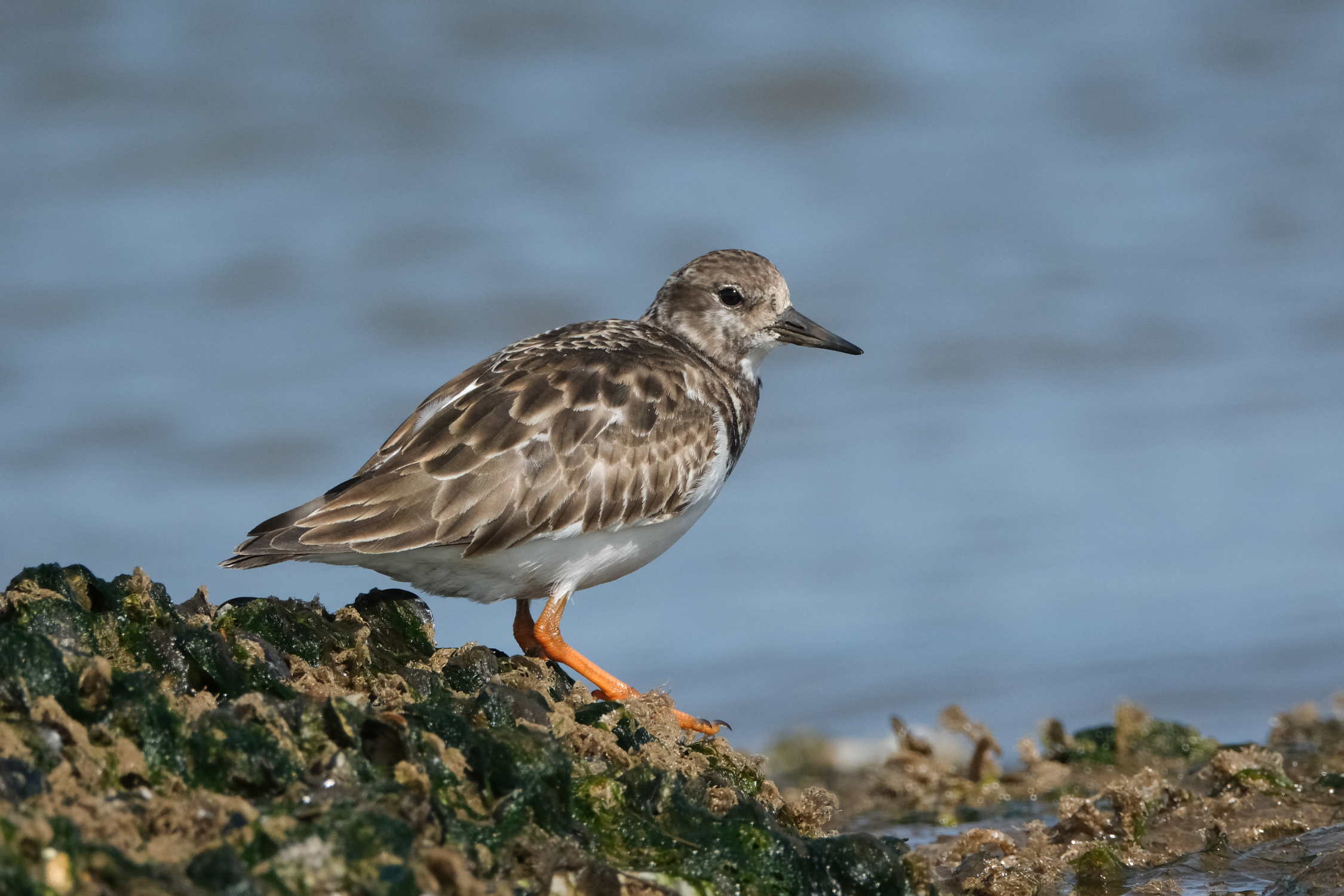 Turnstone 1211