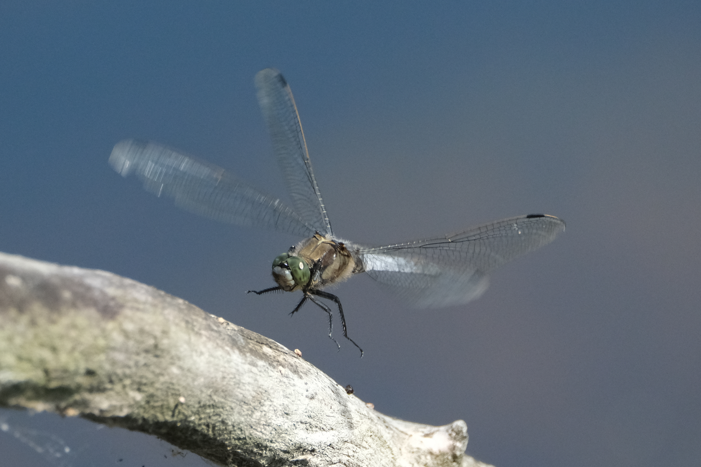 Black-tailed Skimmer 1289
