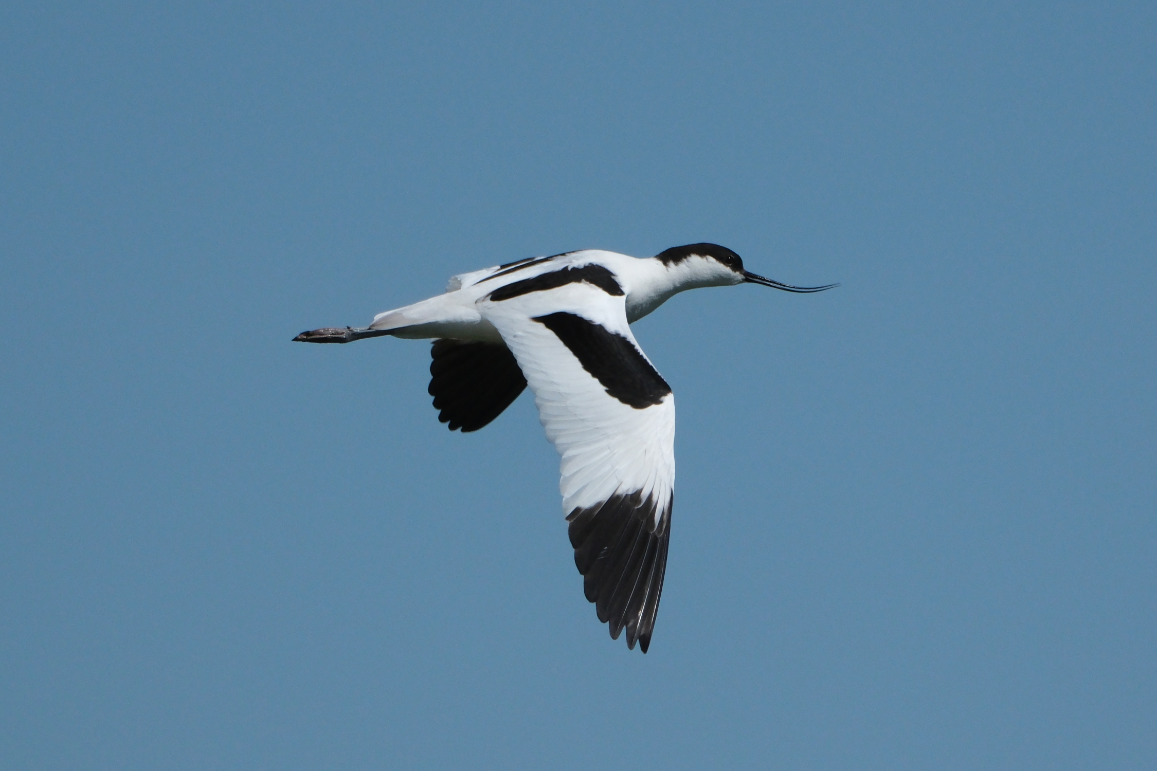 Avocet 1364