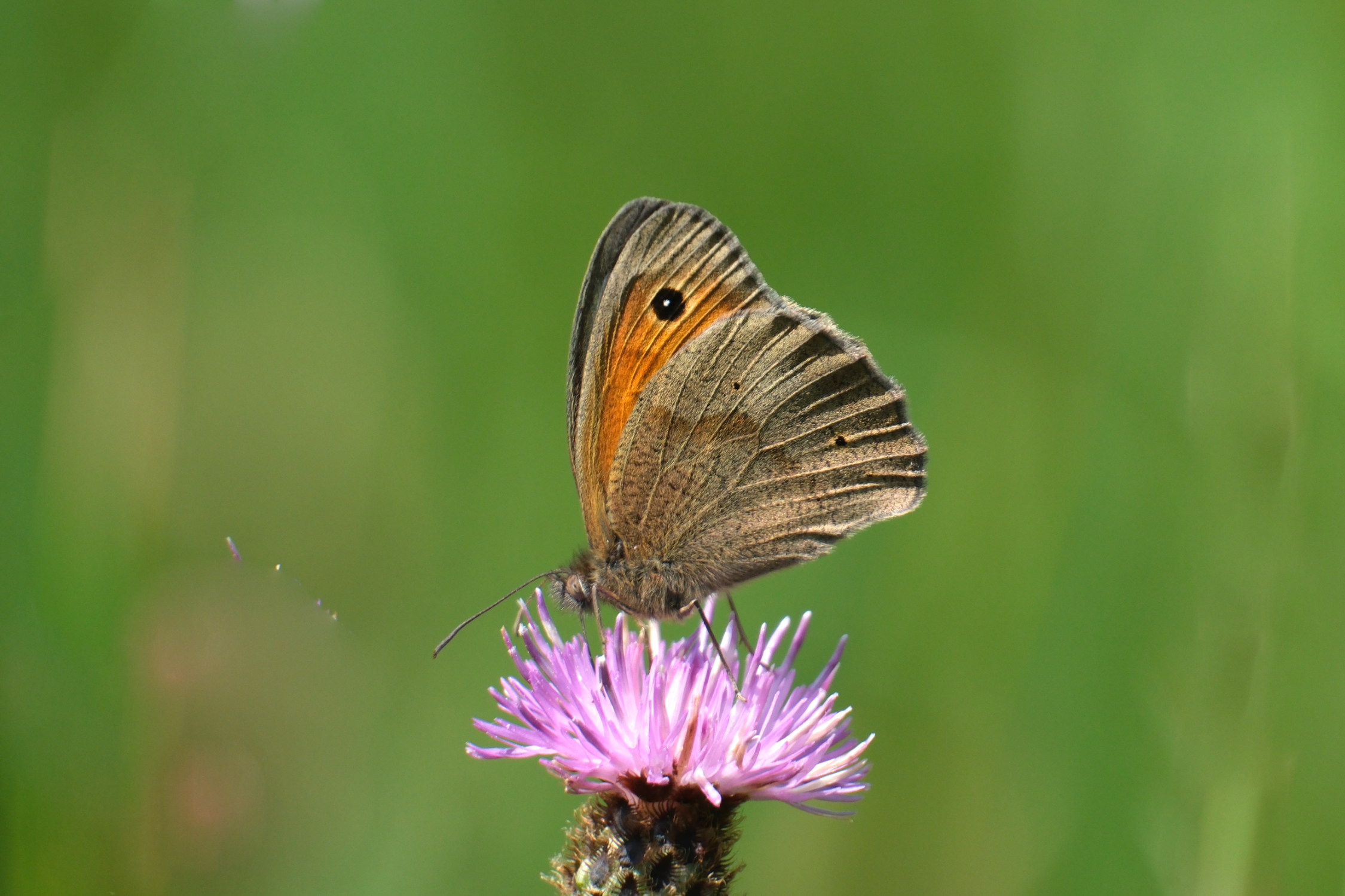 Meadow Brown 1429