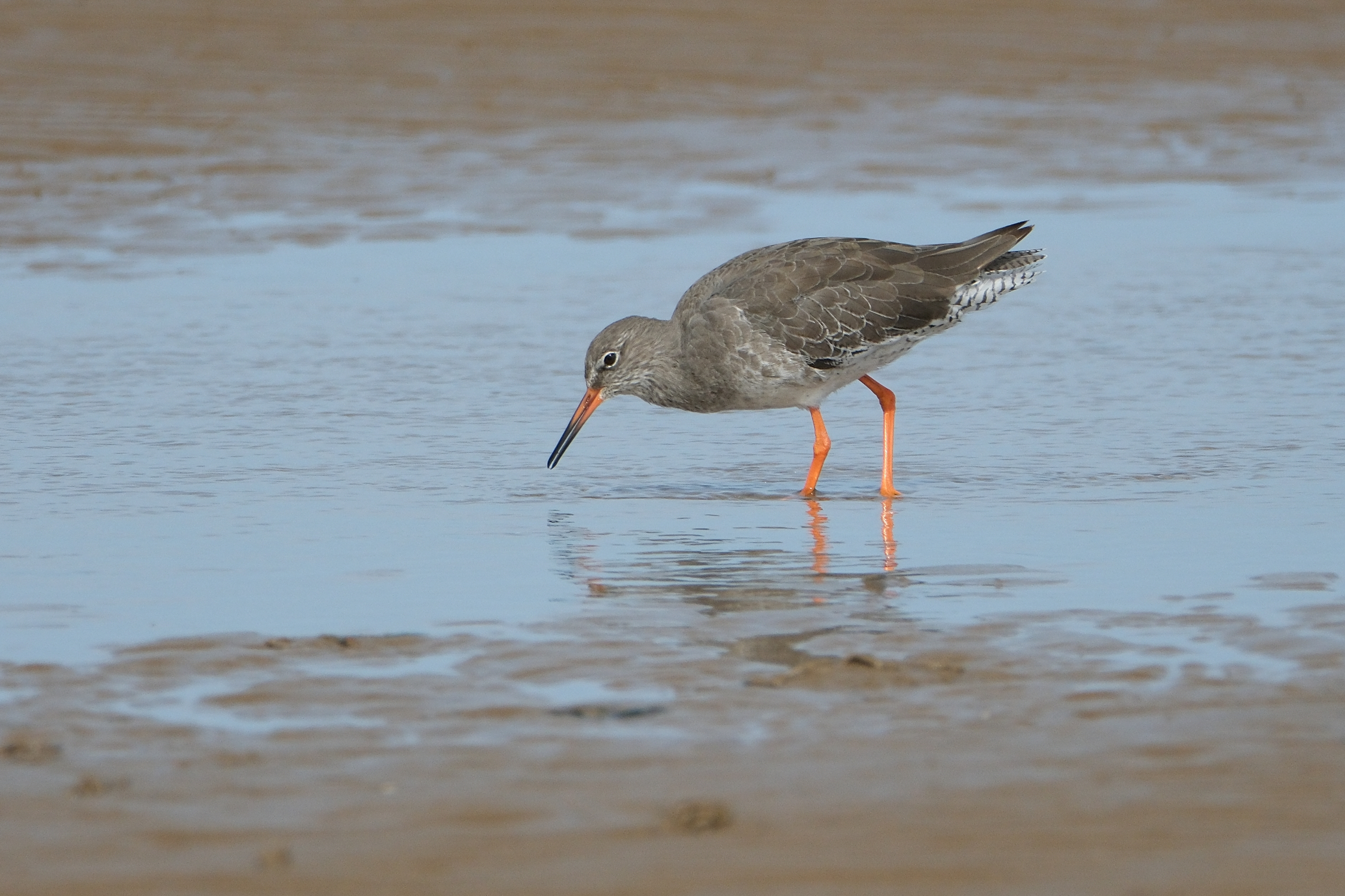 Redshank 1510