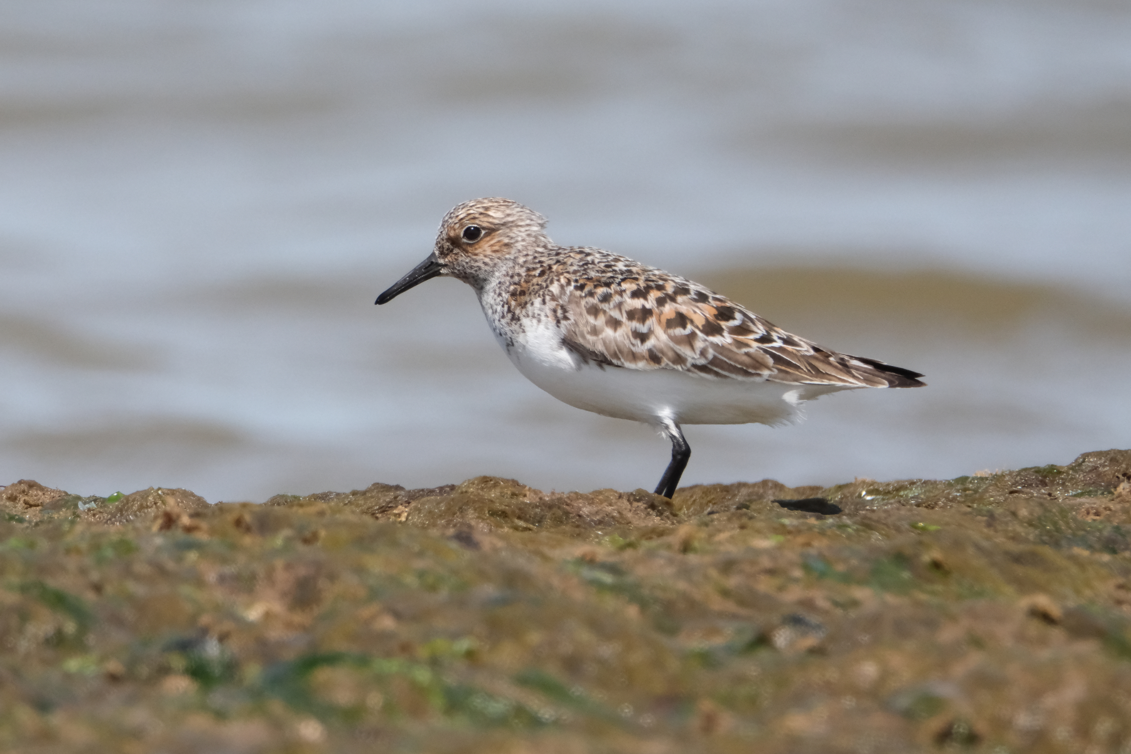 Sanderling 1516