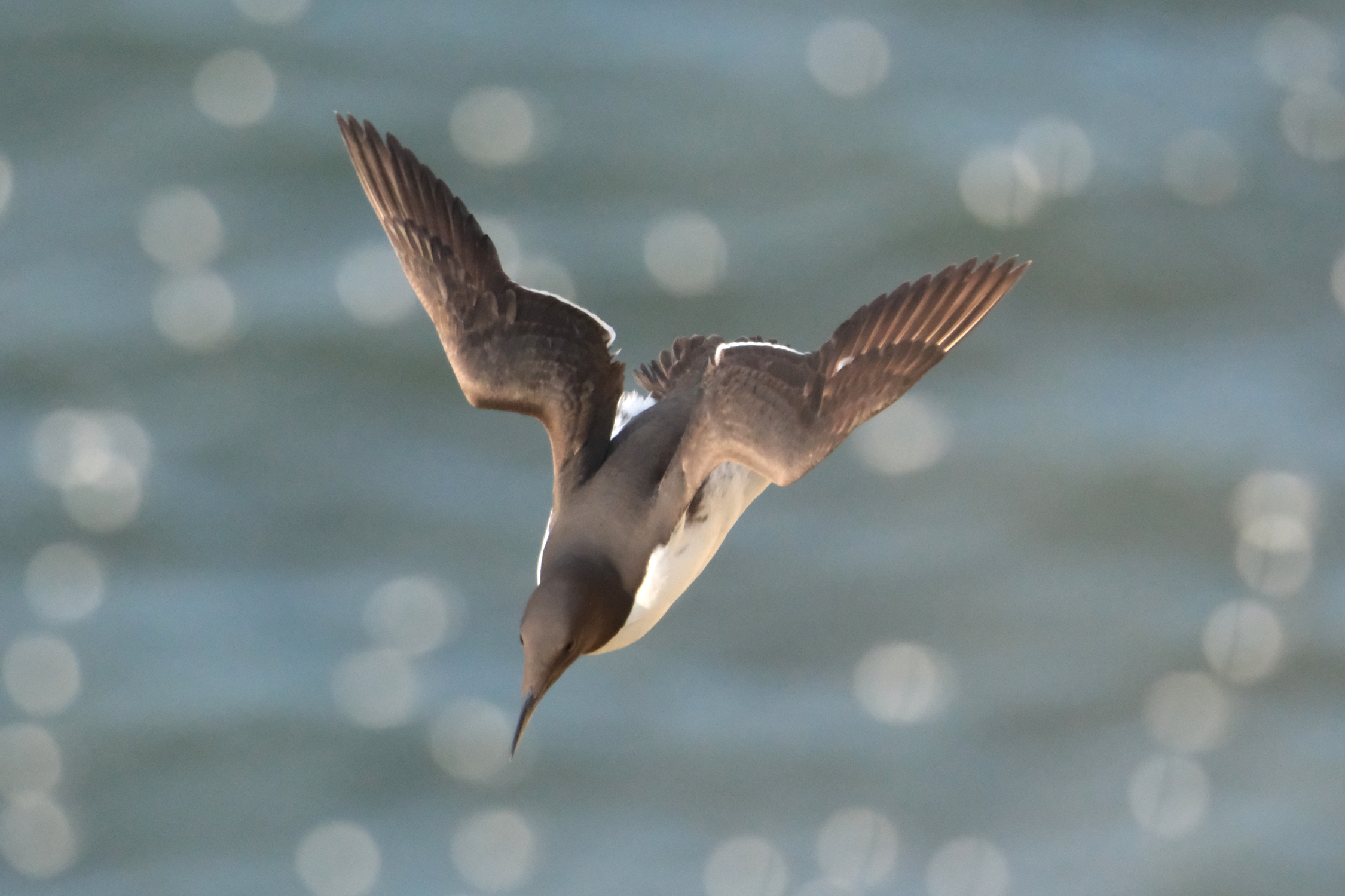 Guillemot 1579