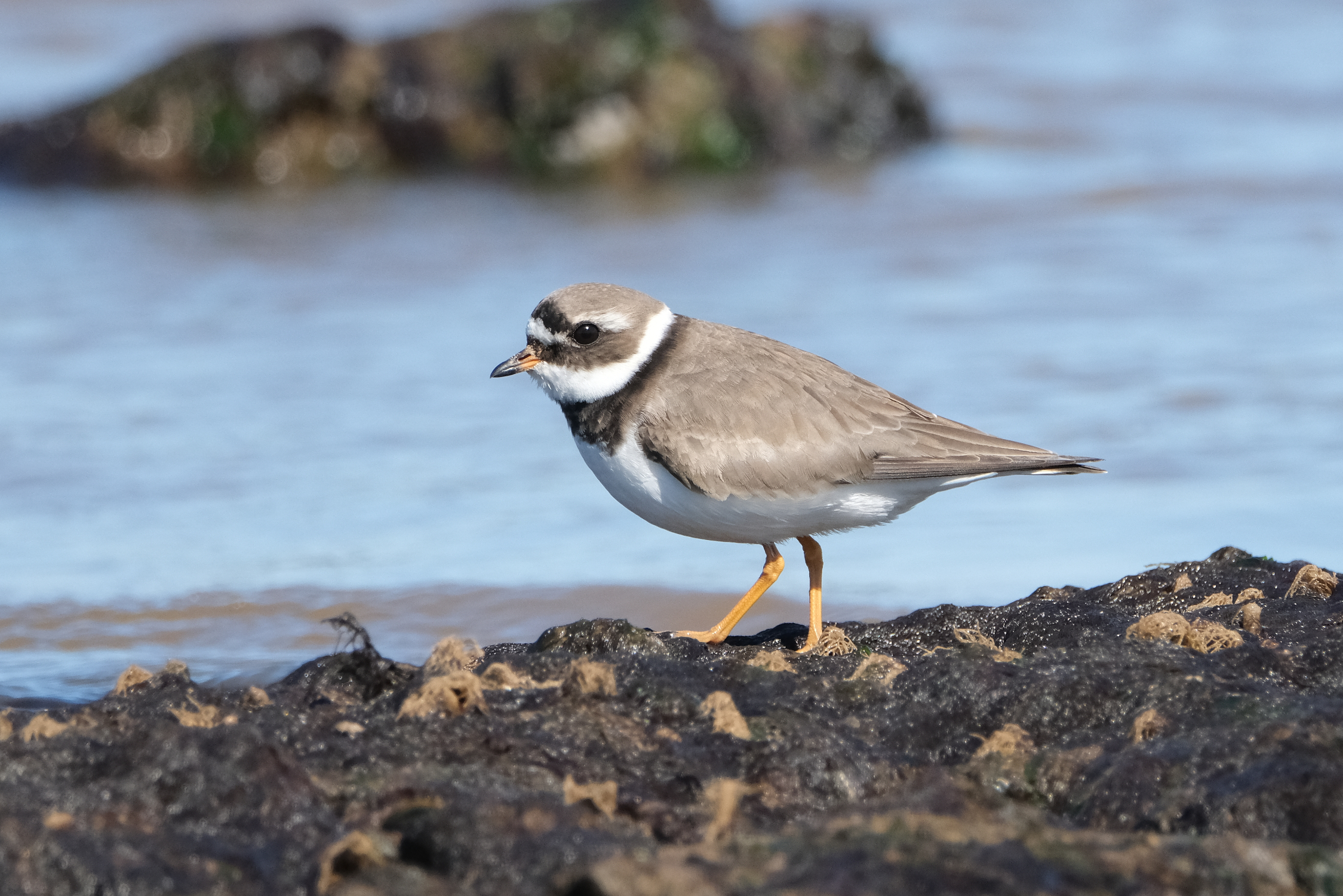 Ringed Plover 1730