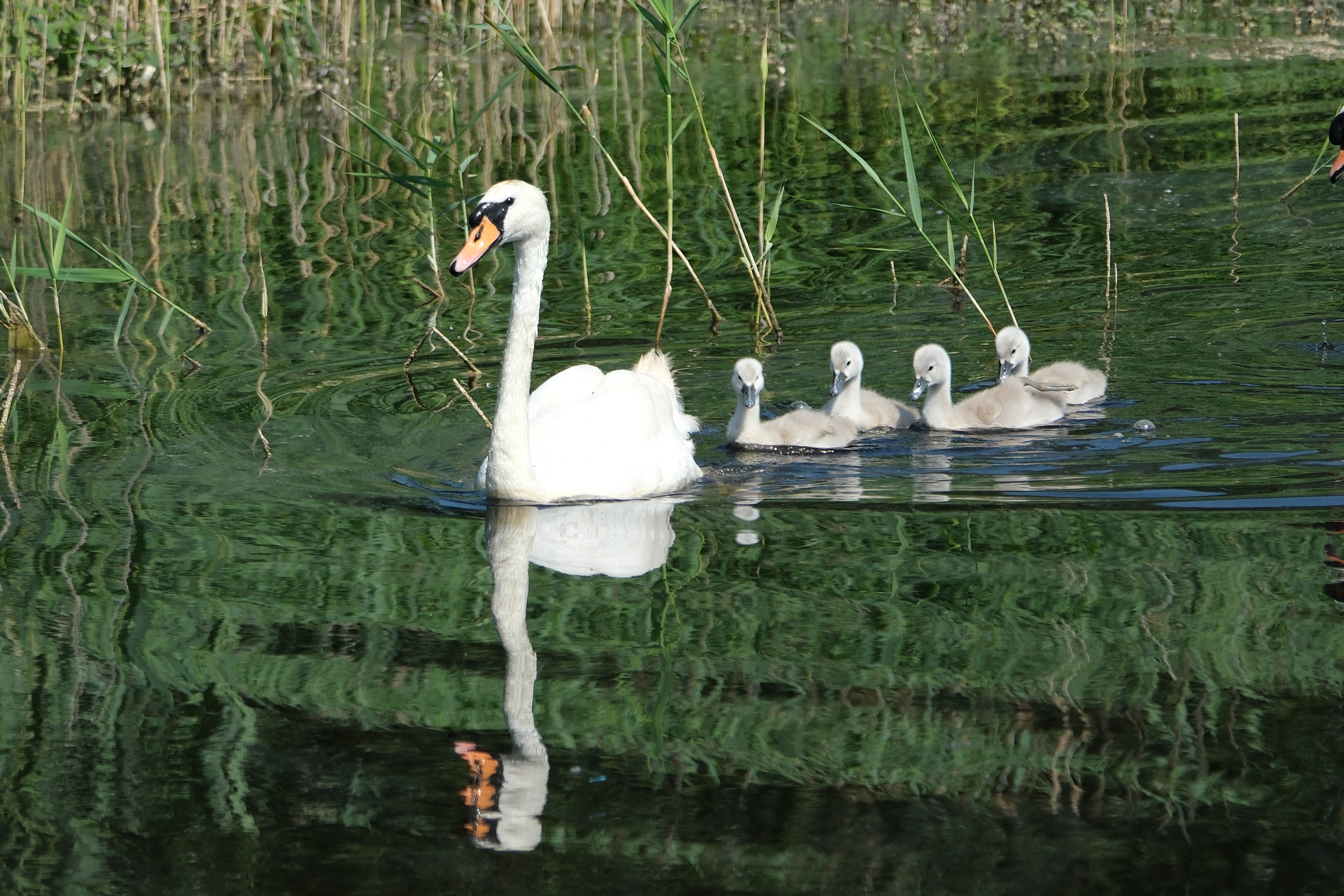 Mute Swans 1762