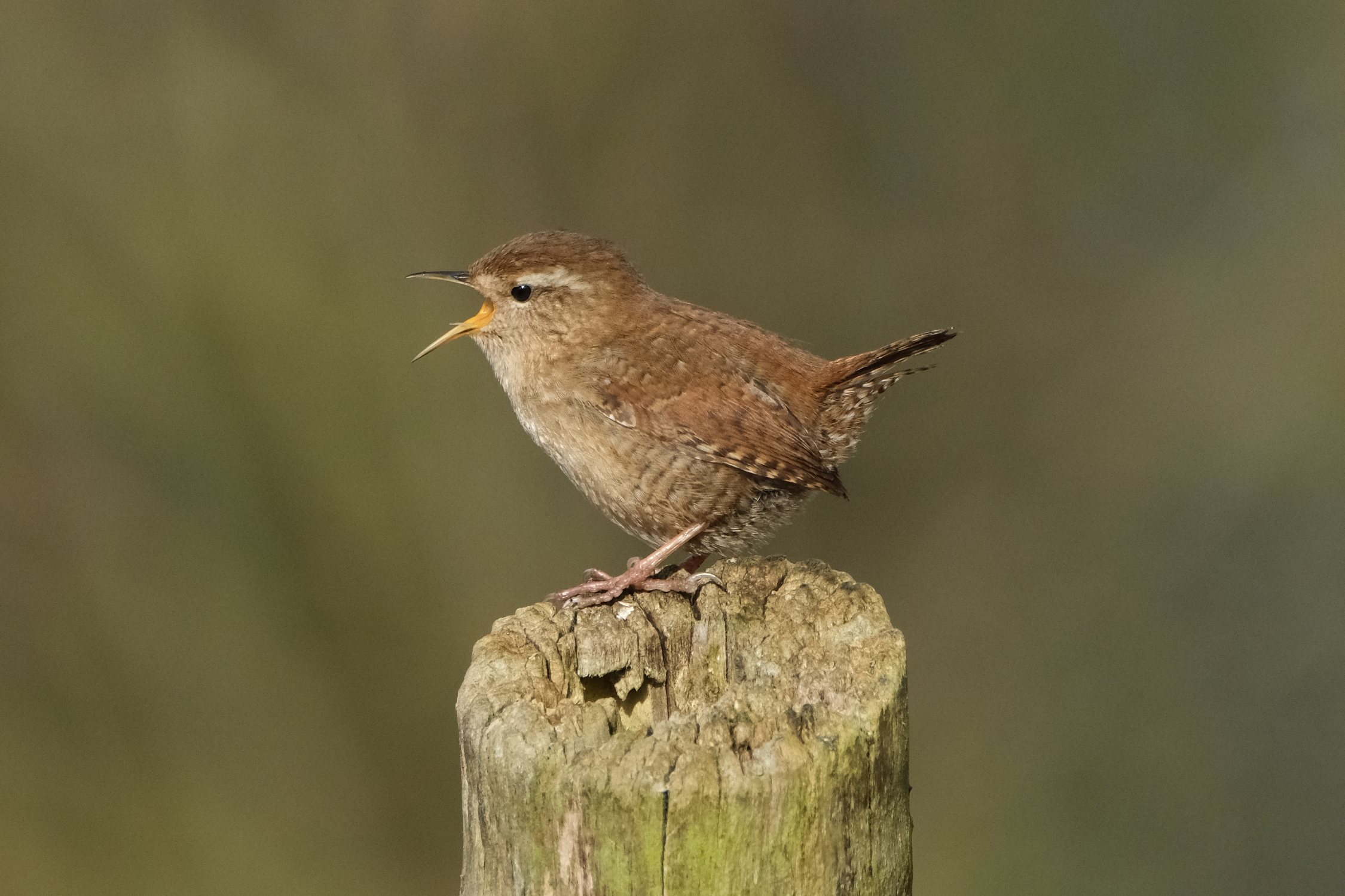 Wren 1790