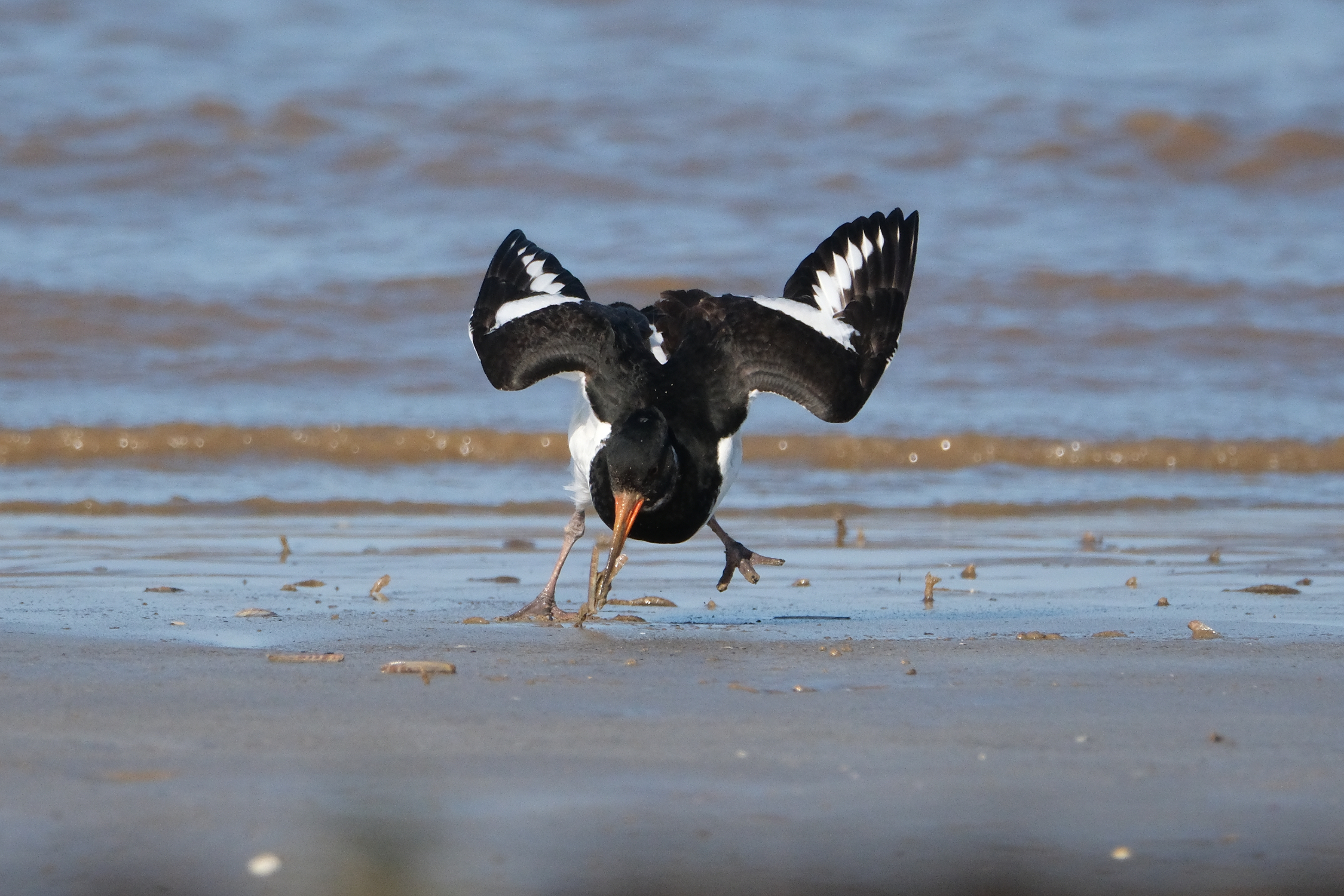 Oystercatcher 1848
