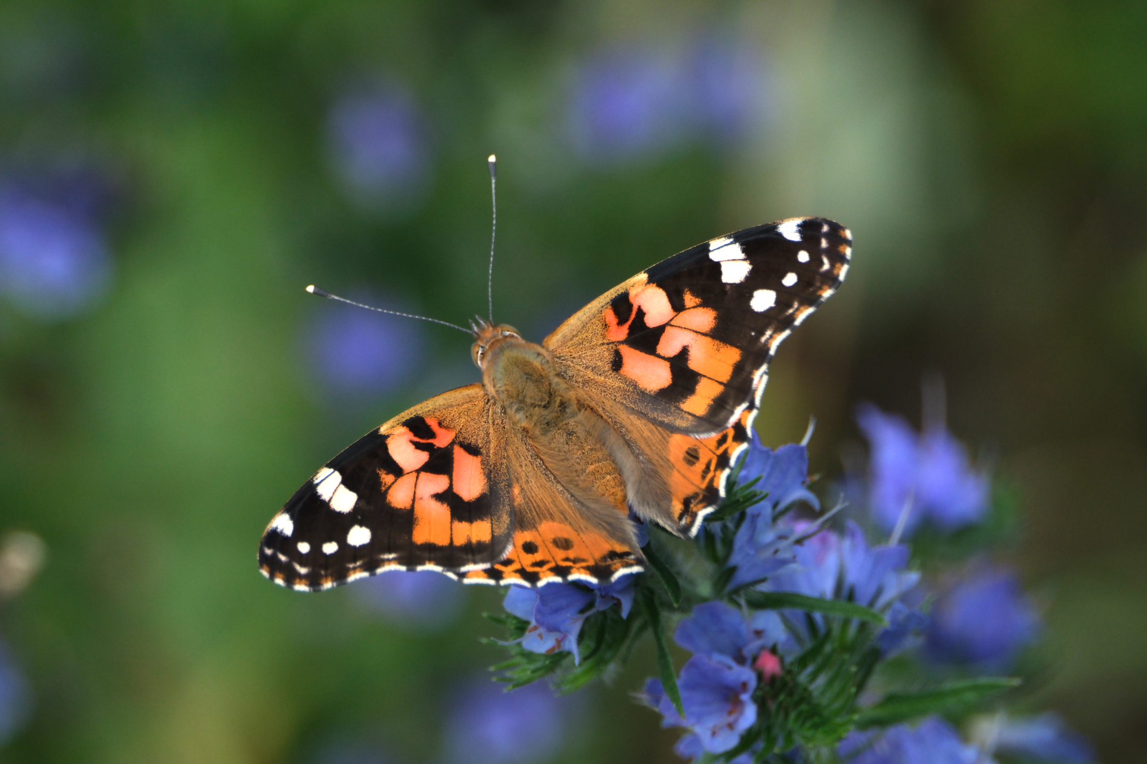 Painted Lady 0266