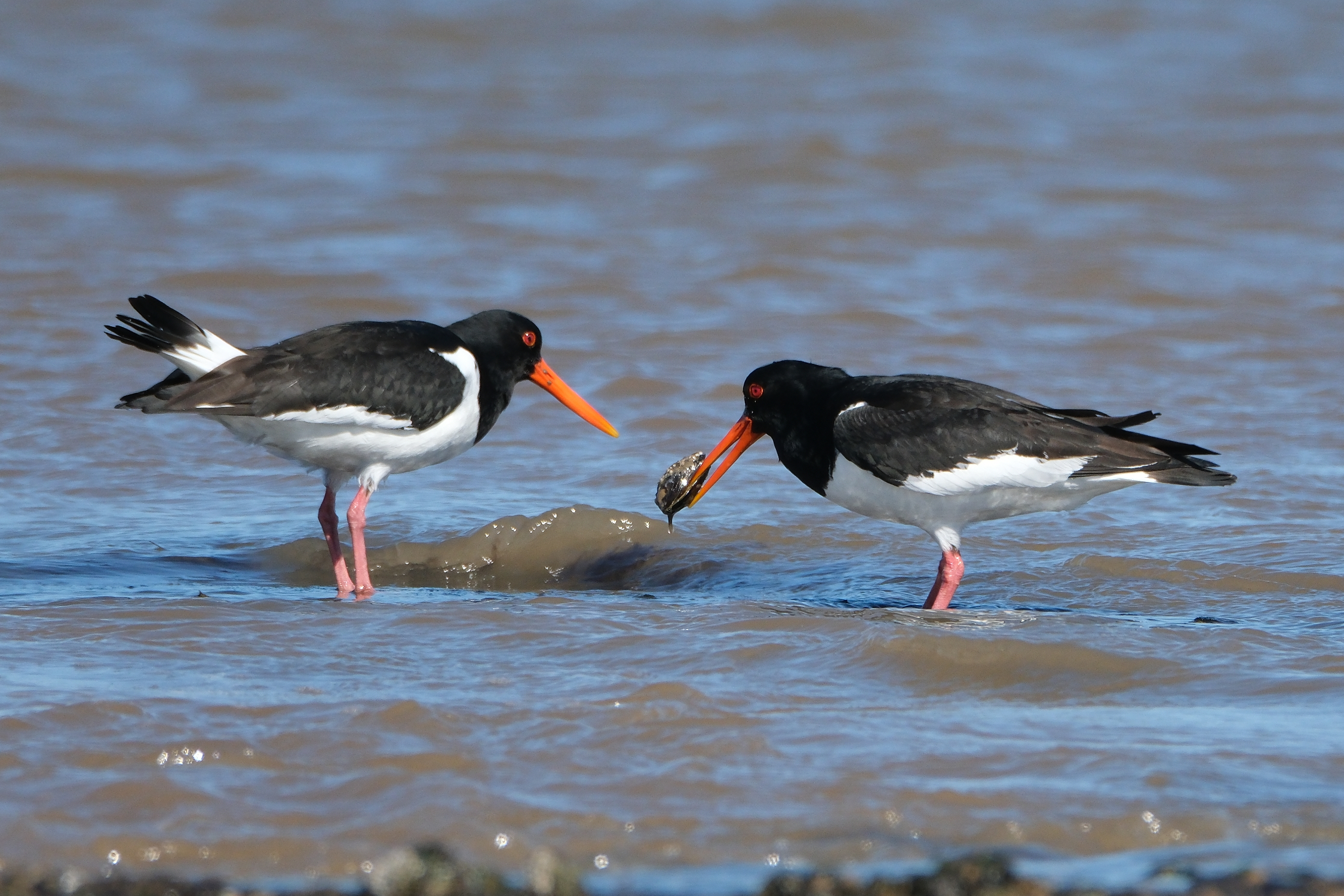 Oystercatchers 2098