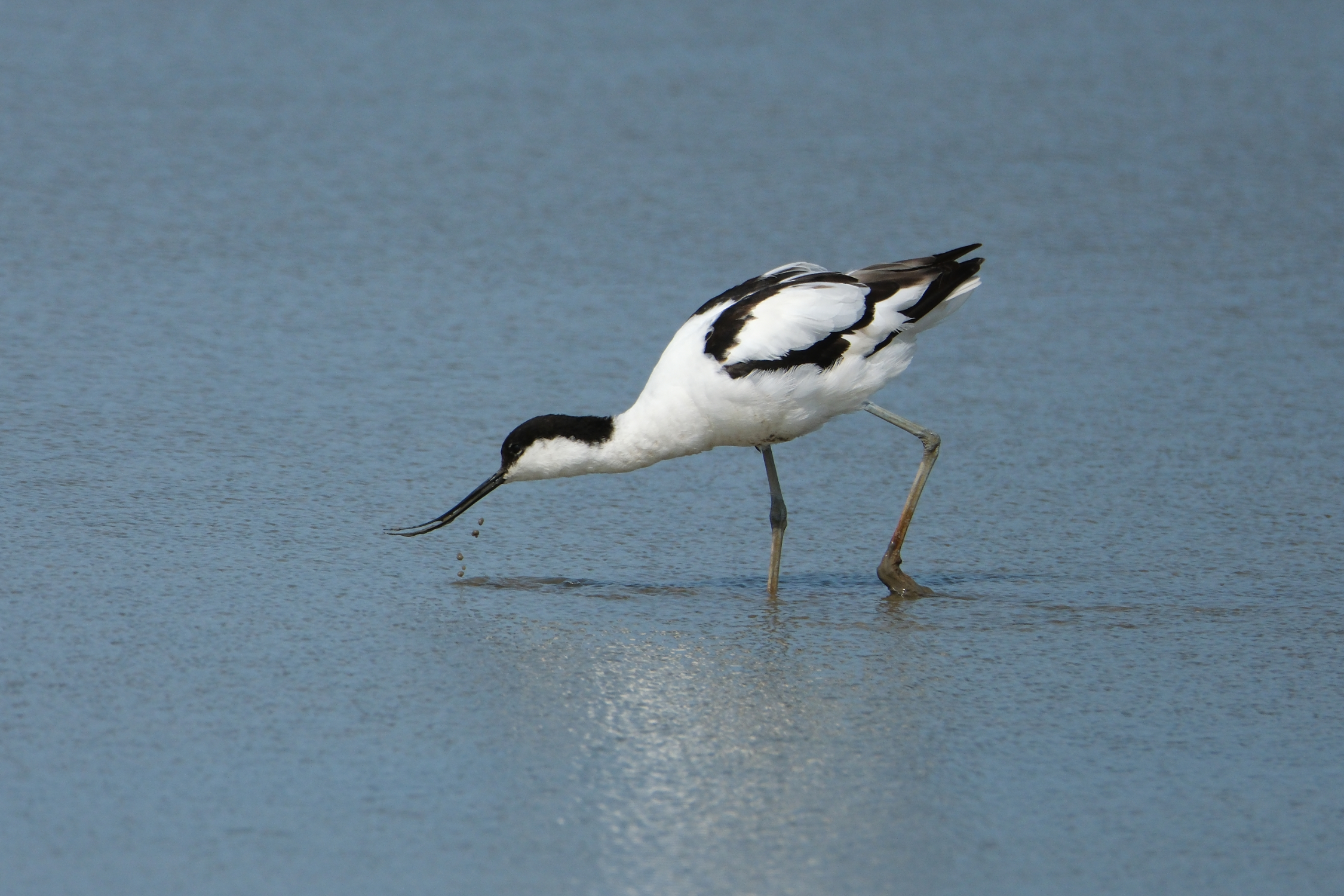Avocet 2174