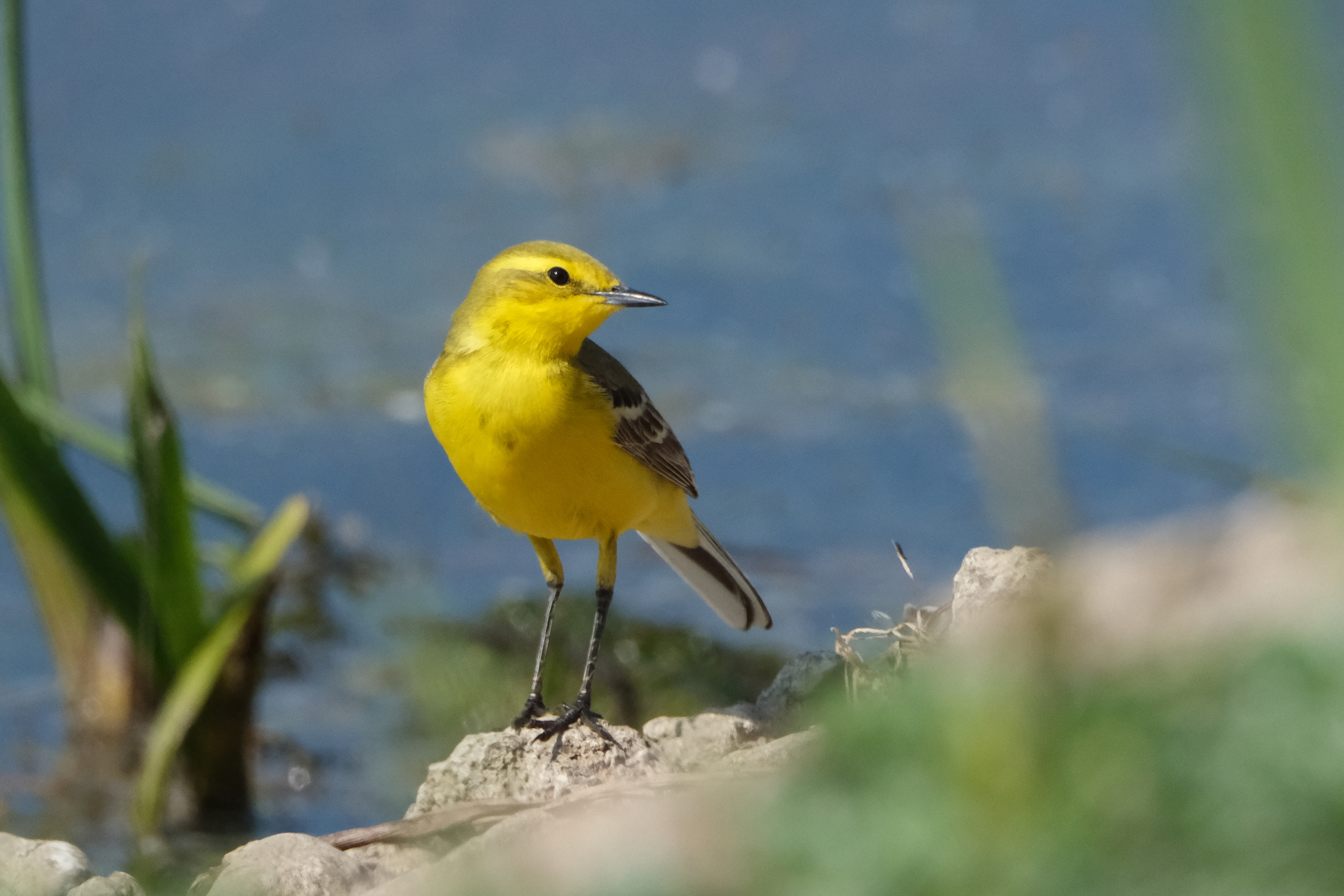 Yellow Wagtail 2341