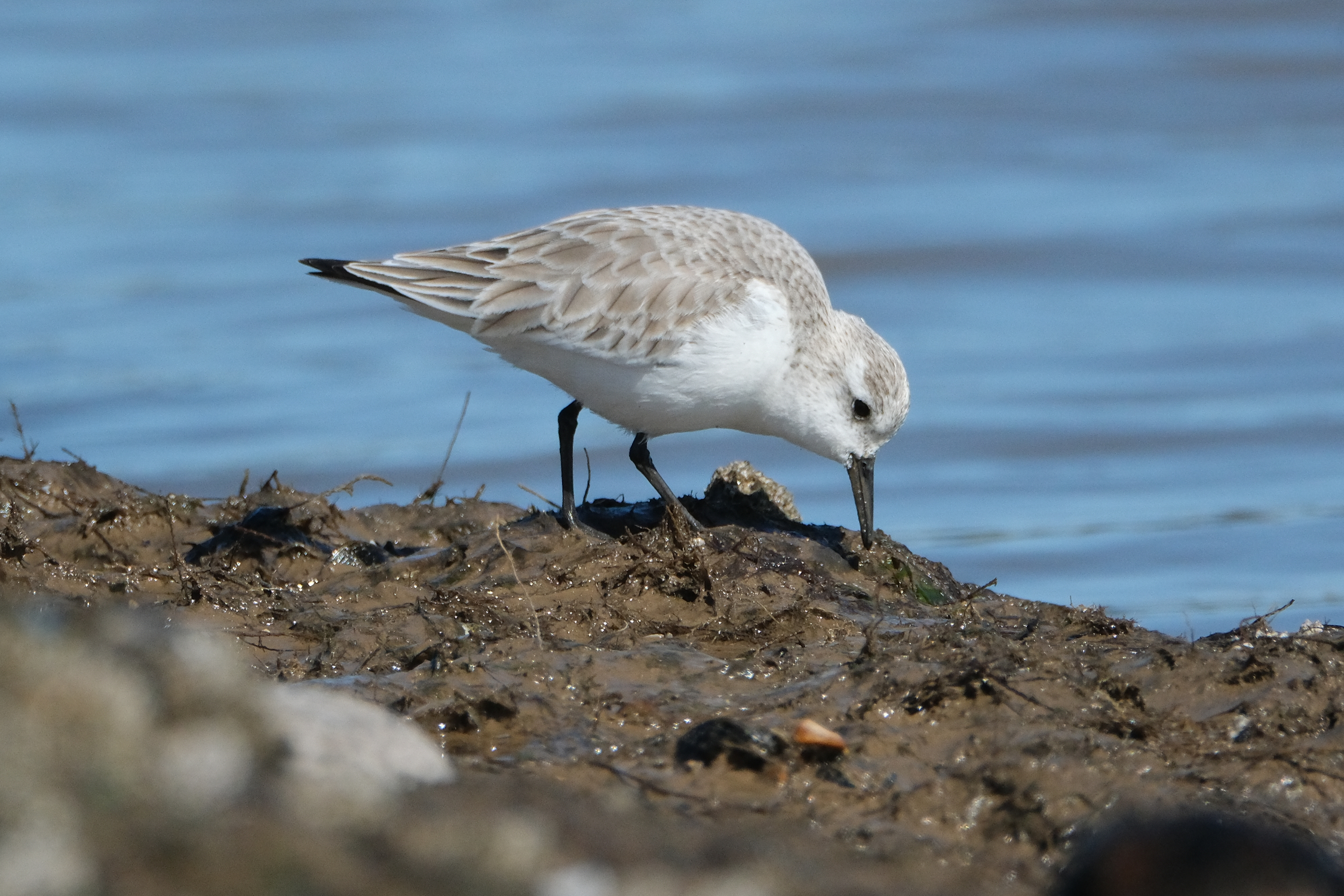 Sanderling 2437