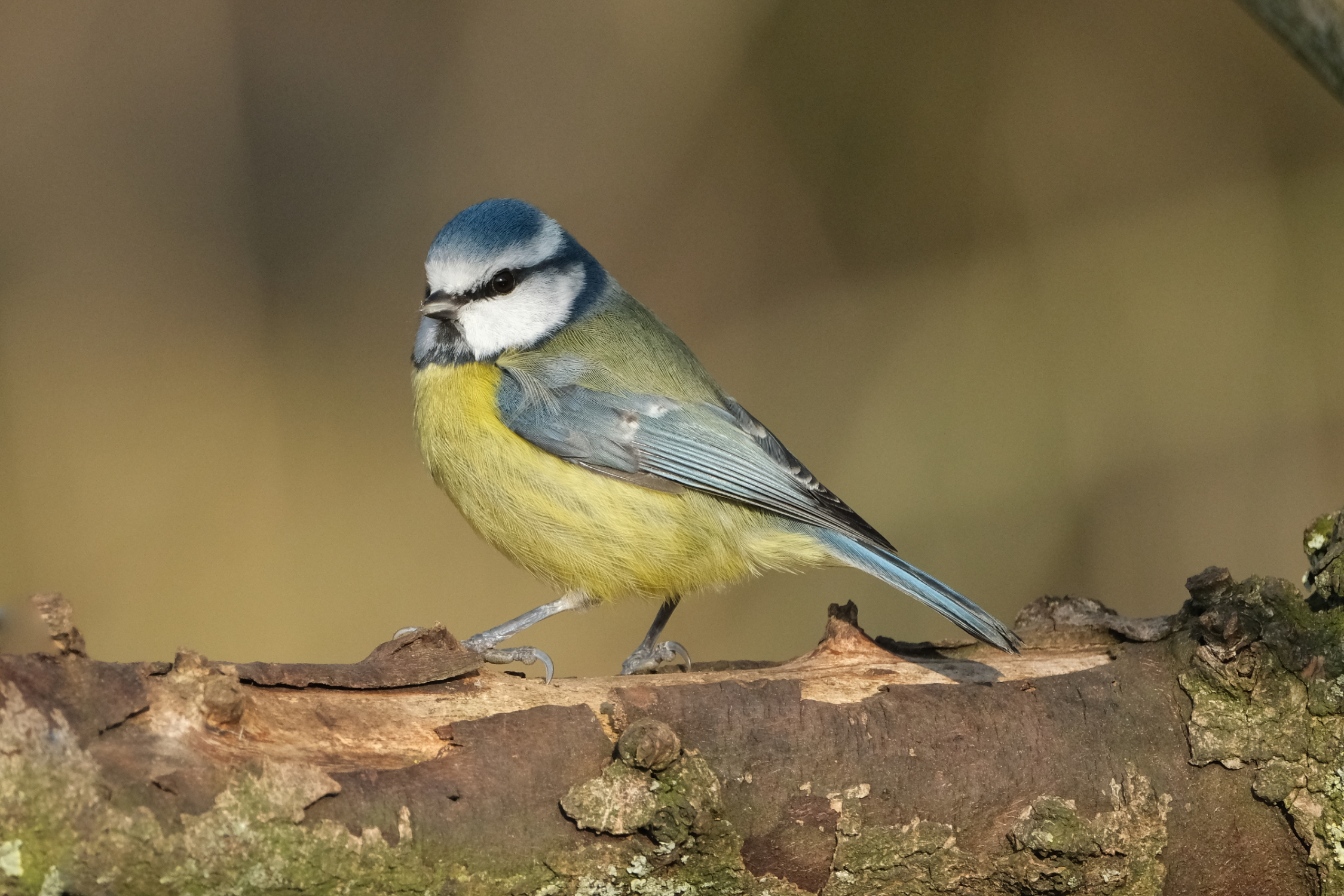 Blue Tit 2455