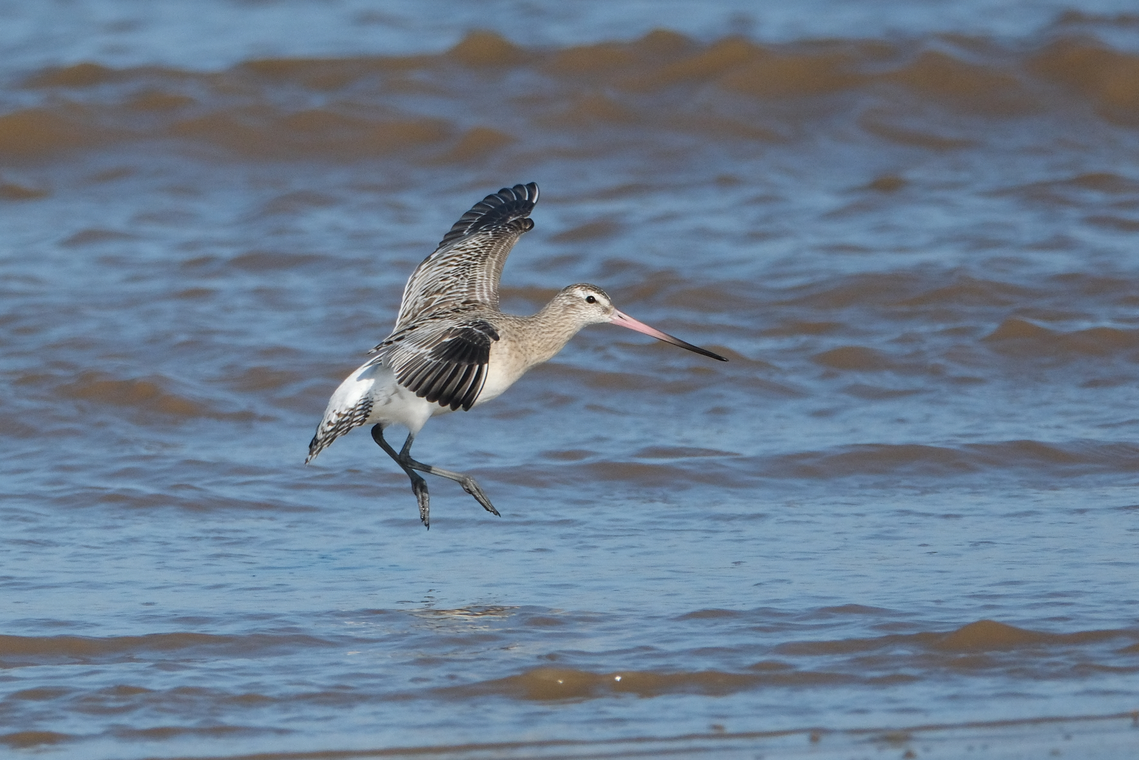 Bar-tailed Godwit 2594