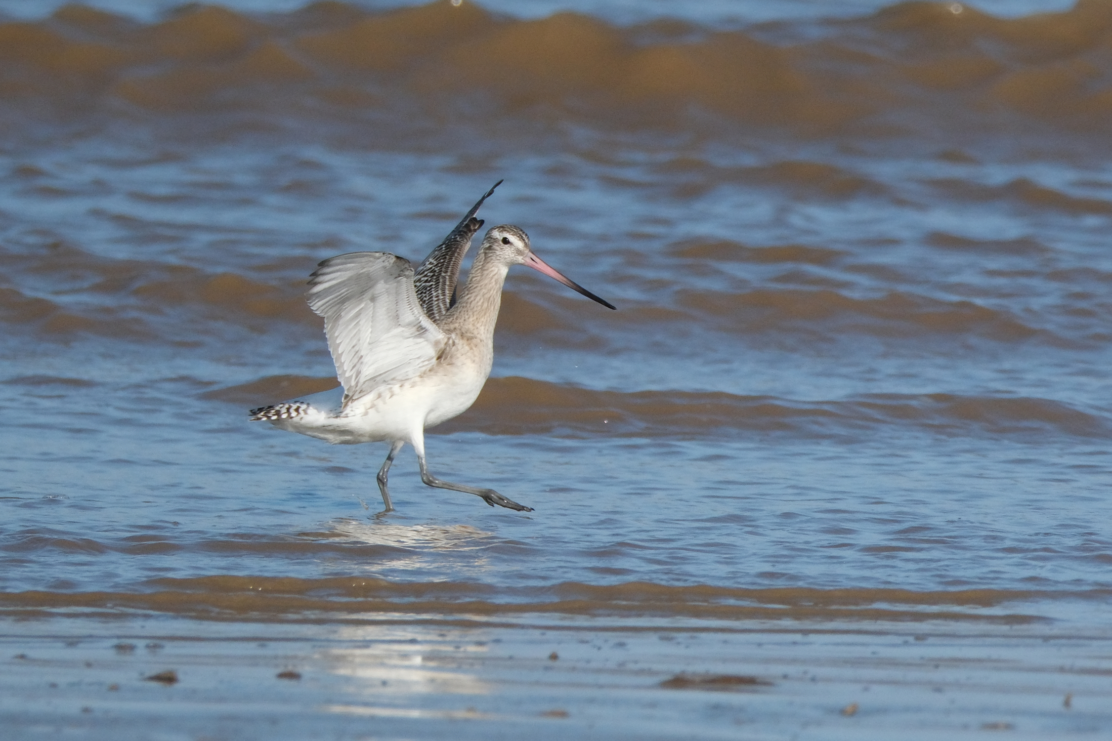 Bar-tailed Godwit 2599